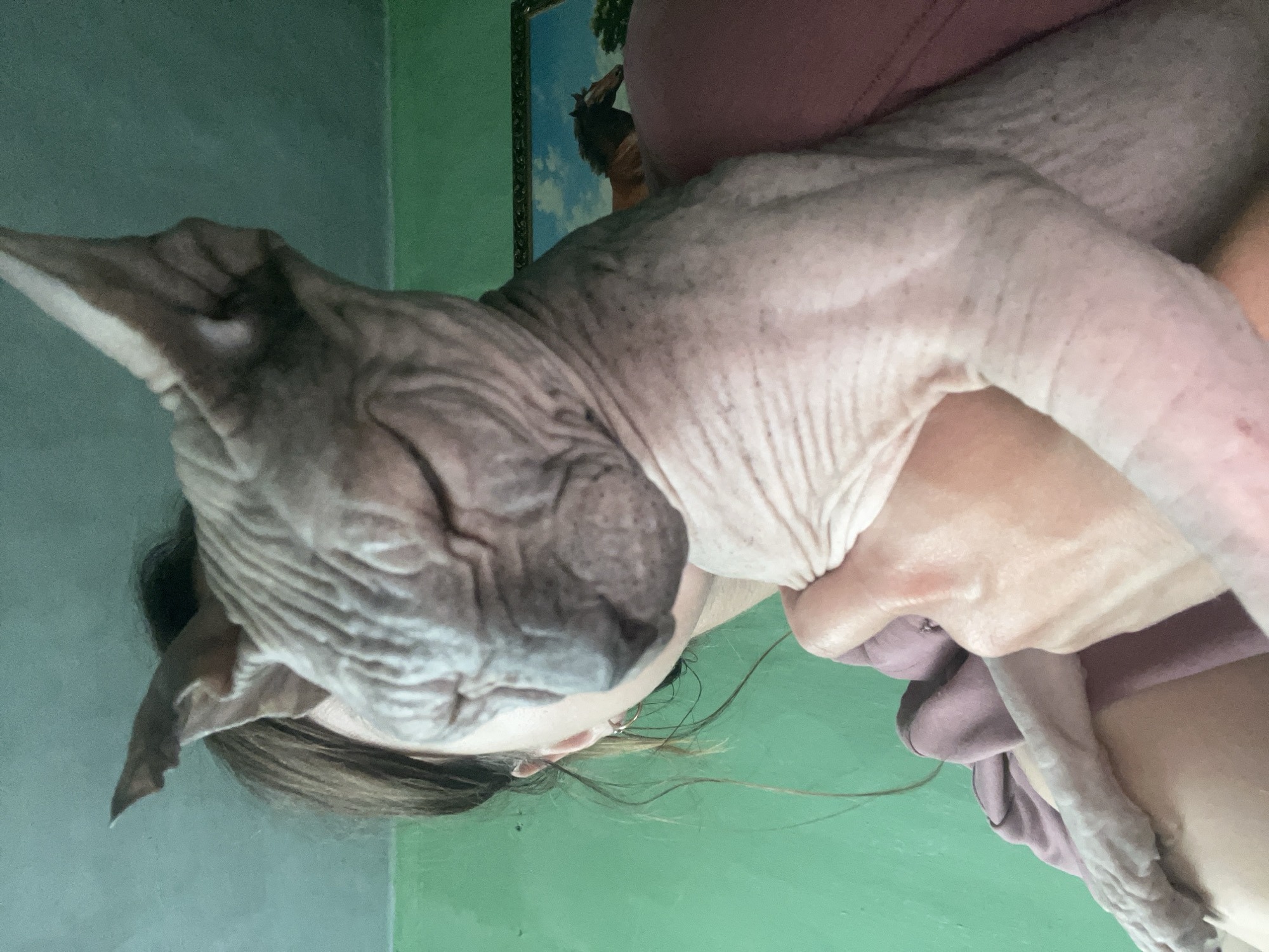 A close-up, low-angle, point-of-view shot shows a person holding a hairless cat, likely a Sphynx, in front of a green wall. The cat's eyes are closed, and its wrinkled skin is visible. The person's hand is supporting the cat, and their shoulder is visible. A framed picture of a horse in a landscape is hanging on the wall in the background. The overall setting appears to be an indoor domestic environment. The location is not identifiable from the image itself.
