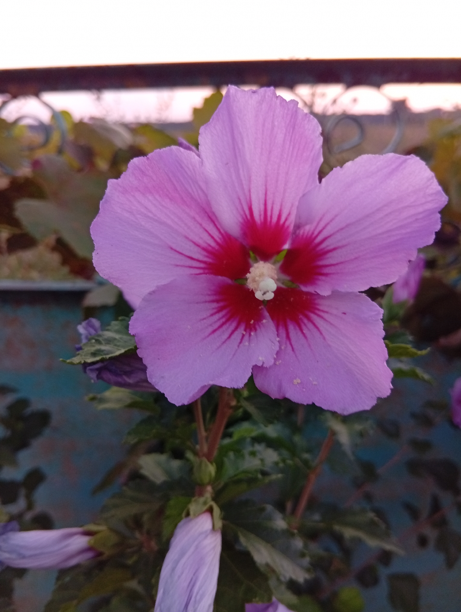 A close-up, eye-level shot features a vibrant pink hibiscus flower in full bloom. The flower's delicate petals, tinged with a deeper pink at the center, radiate outward. The bloom is surrounded by lush green foliage and several unopened flower buds, some of which are also a pale pink. In the background, a blurred metal fence is visible, suggesting an outdoor setting. The sky above is a soft, pale color, hinting at either early morning or late evening. The scene is devoid of any human presence, and the focus is solely on the natural beauty of the flowering plant. The image does not provide specific information that can be used to determine its location within Pshicho, Russia.