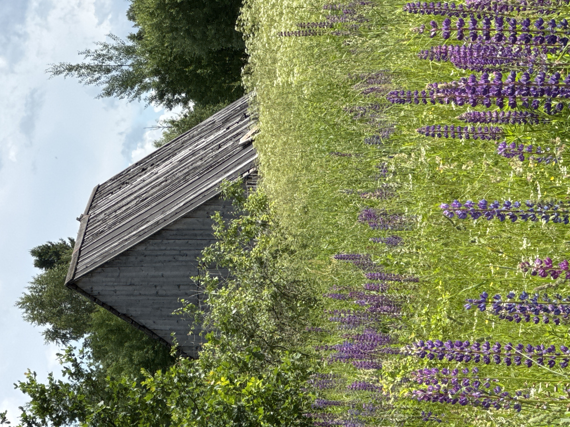 This is a vertical, medium-shot photograph of a rustic, wooden structure with a steeply pitched, weathered roof, nestled among lush green foliage and a field of vibrant purple lupine flowers. The structure, appearing to be a shed or small barn, is constructed from vertical wooden planks that are gray and show signs of age. The roof is also made of dark, possibly slate or wood, shingles.
The foreground is dominated by a dense field of tall green grasses interspersed with numerous tall spikes of purple lupine flowers. A few smaller white wildflowers are also visible within the green vegetation. To the left and behind the flowers, the foliage of trees and bushes forms a dense green backdrop for the structure. The sky above is partly cloudy with white and gray clouds against a pale blue sky.
The image does not contain any people or animals. The scene is set in a natural, overgrown environment, suggesting a rural or semi-rural location. The wooden structure appears to be in a state of disrepair, with some planks missing or damaged, and the roof showing wear. The overall impression is one of a quiet, somewhat neglected, but picturesque natural setting with a rustic man-made element.