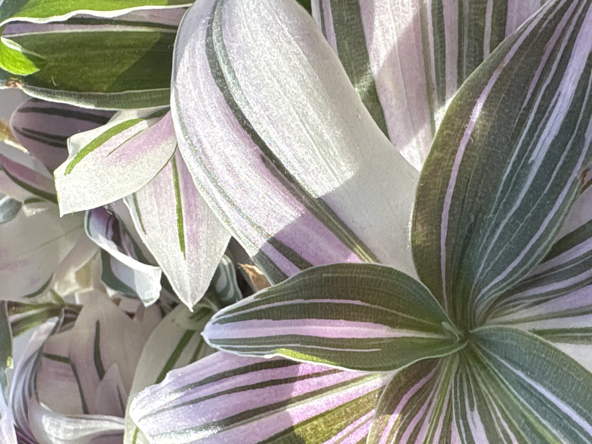 This is a close-up, overhead shot of a plant with green, pink, and white variegated leaves. The leaves are long and lance-shaped, with prominent veins. Some leaves are curled and overlapping, creating a sense of depth. The lighting is bright, causing some of the white areas of the leaves to appear almost iridescent. The image does not provide any information about the location in Saint Petersburg, Russia.