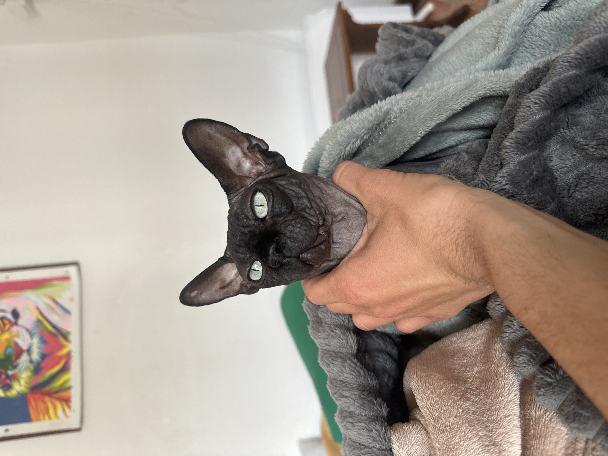 A hairless cat with large ears and piercing blue eyes is held by a hand and wrapped in a soft, gray blanket. The background includes a white wall with a framed colorful picture and a wooden cabinet. The location is not discernible from the image.