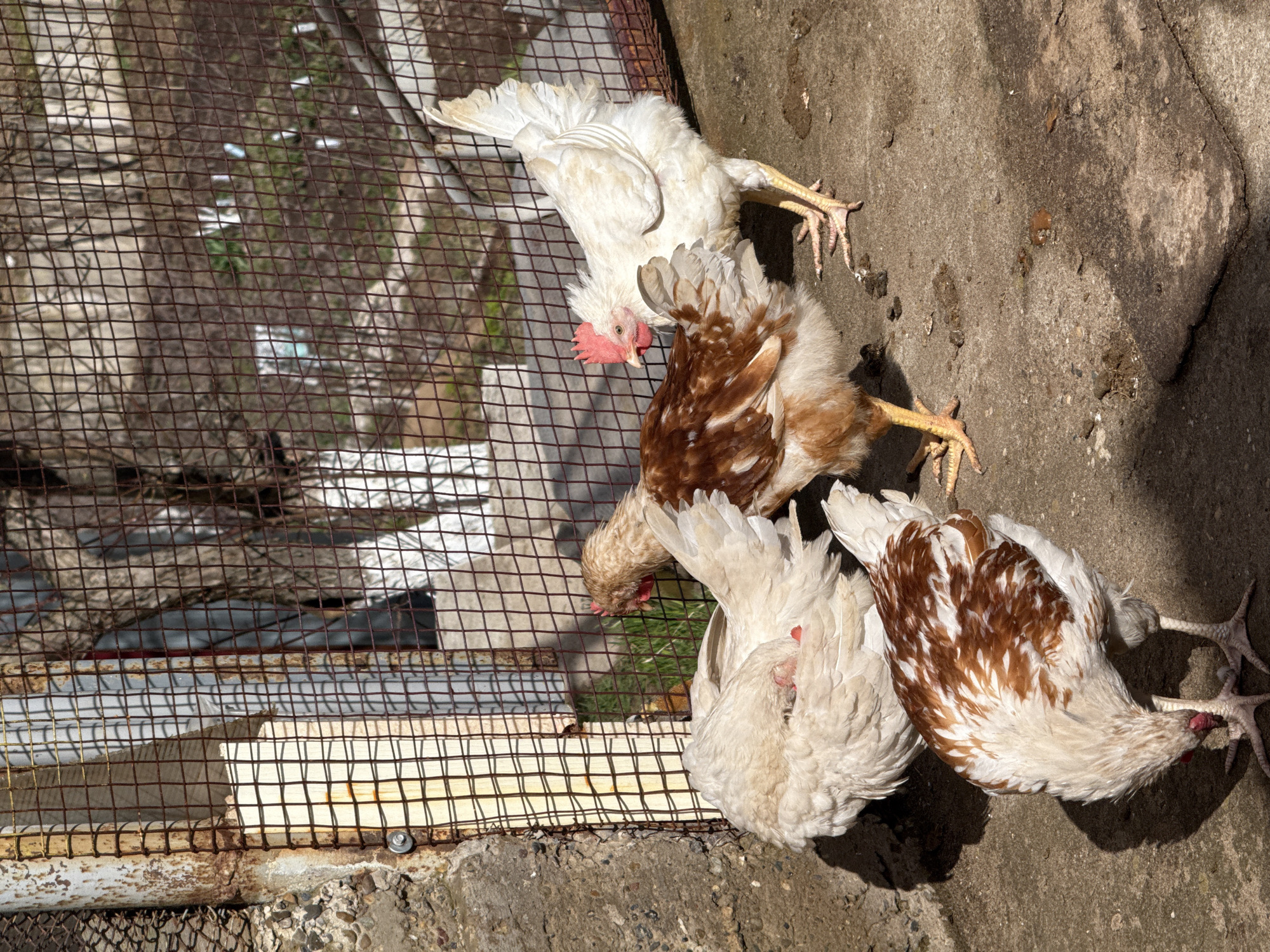 The image shows four chickens in an outdoor enclosure. The enclosure is made of wire mesh. The chickens are white and brown. They are standing on a concrete surface. The location is Noviy, Russia, but the image offers no verifiable evidence to support the claim. The image contains only chickens in an enclosure.