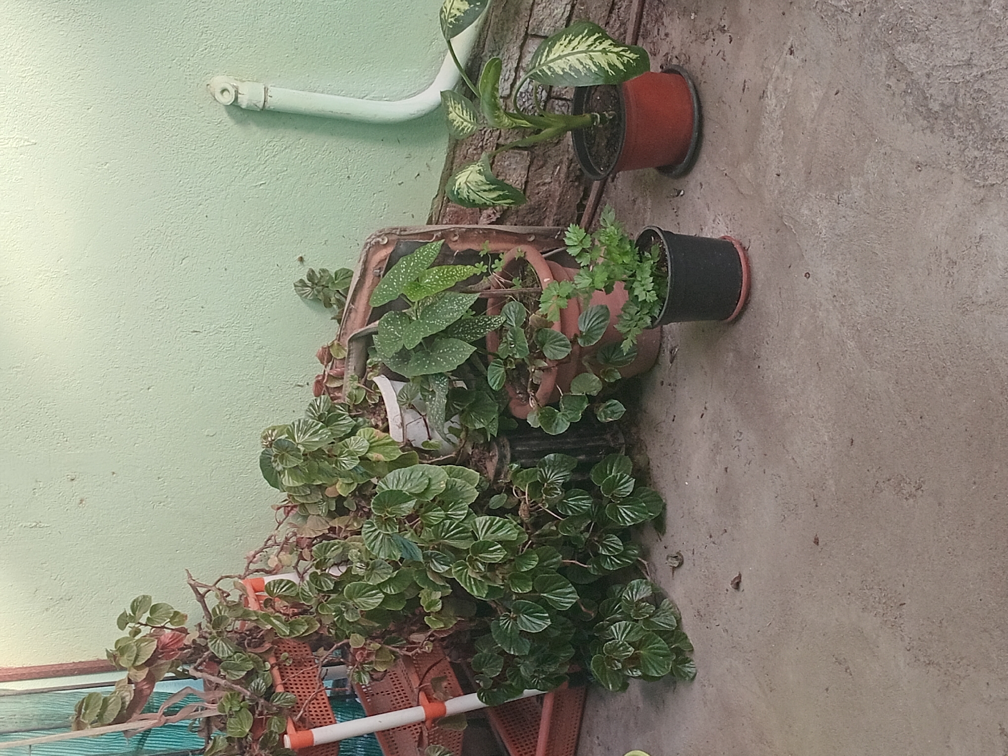 The image depicts an outdoor scene, likely a patio or courtyard, with several potted plants arranged against a light green wall. The plants are varied in size and type, with lush green foliage. Some are in terracotta pots, while others are in dark plastic containers. In the background, a white pipe runs vertically along the wall, and there's a hint of a window or screen on the left side of the frame. The ground is a concrete surface, appearing somewhat worn and dusty, with a few scattered dry leaves. The lighting suggests it is daytime, possibly overcast or late afternoon, with soft shadows. There are no people visible in the image. This scene is consistent with a domestic setting in a residential area. Given the context of Witzenberg Local Municipality, South Africa, this location could be a garden or outdoor living space in a town such as Ceres or Tulbagh.