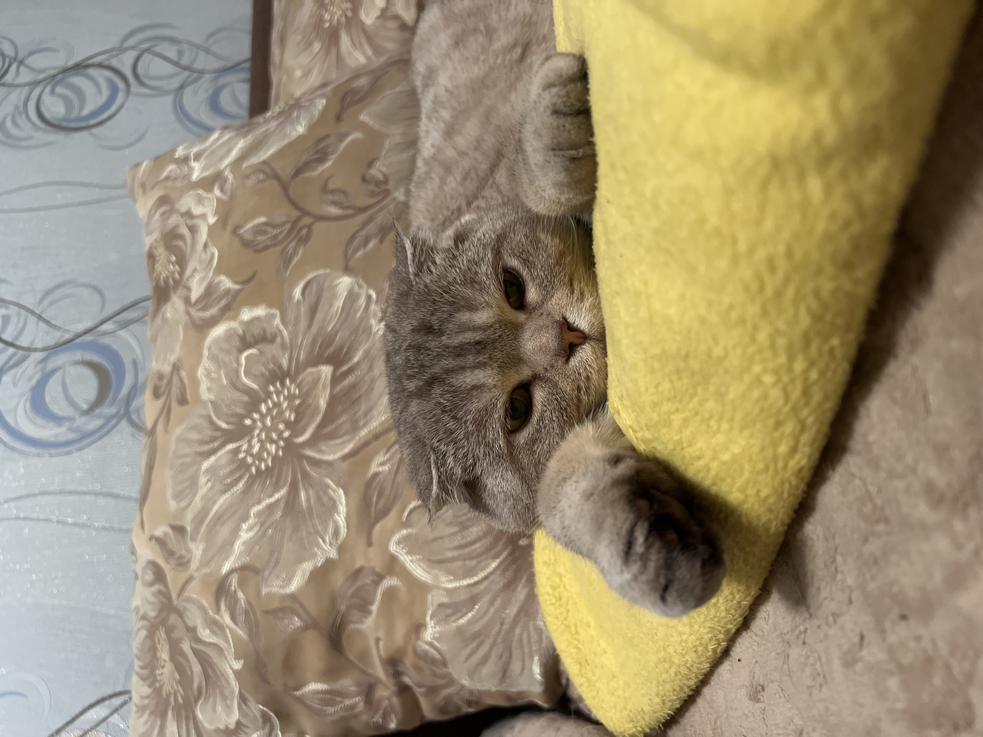 A gray Scottish Fold cat is lying on a floral patterned pillow and a yellow blanket. The cat is looking at the camera, and one of its paws is resting on the blanket. The pillow is beige with a floral pattern. The background includes a wall with blue and gray swirls. The location is Chaikovsky, Russia.