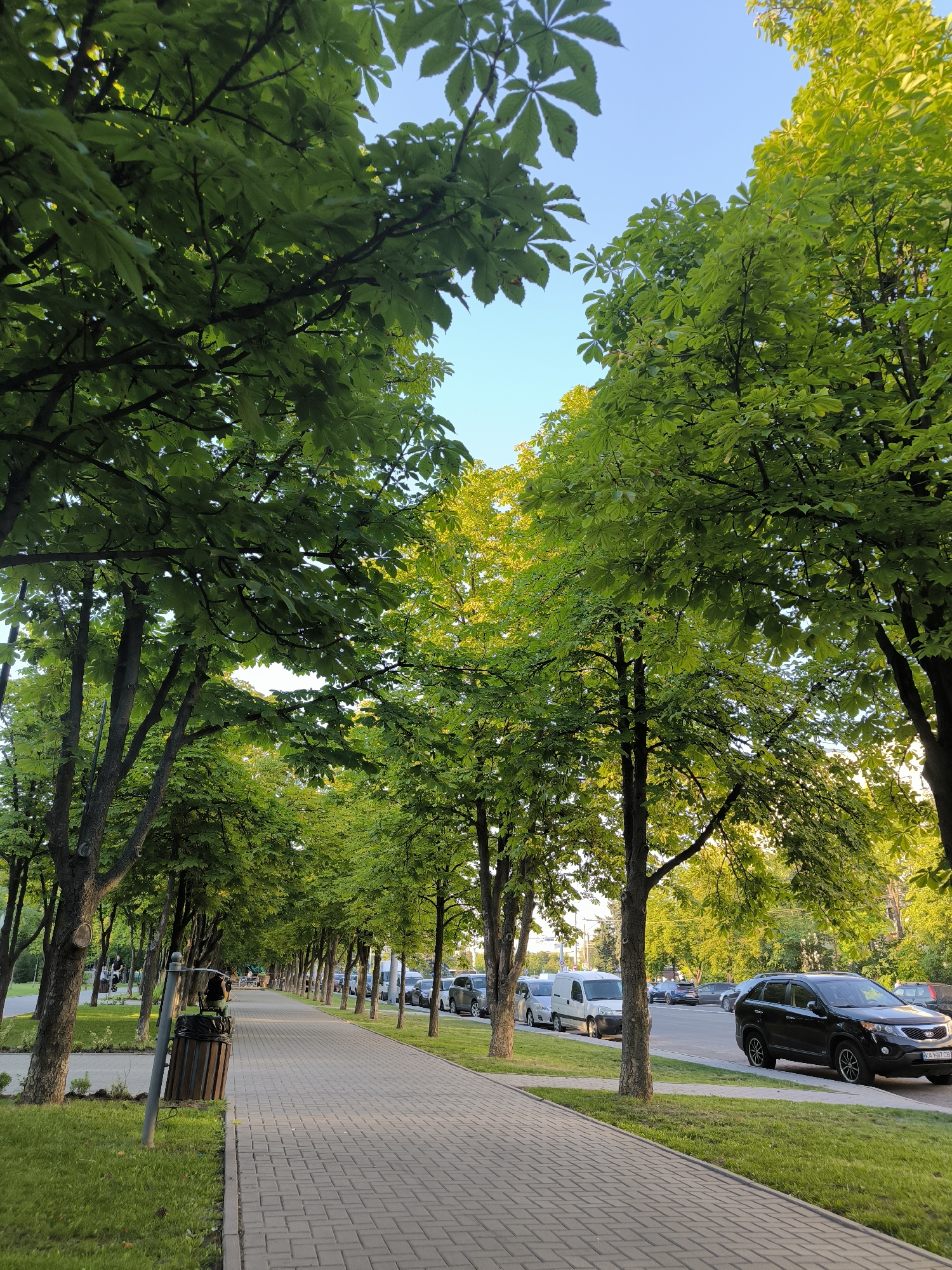 The image depicts a tree-lined sidewalk and street in Chișinău, Moldova. The sidewalk is paved with beige interlocking bricks, and a strip of green grass runs alongside it, bordered by a curb. Numerous trees with lush green leaves flank both sides of the sidewalk, creating a canopy effect. A dark-colored trash receptacle is situated near the beginning of the sidewalk.
The street, visible to the right of the sidewalk, is asphalted and has parked cars lining its edge. The vehicles include a black SUV, a white van, and several other cars. The background shows more trees and buildings, indicating an urban environment. The sky is clear and blue, with the sun casting warm light on the leaves, suggesting it is late afternoon or early evening. The scene appears to be a tranquil, well-maintained public space within the city.