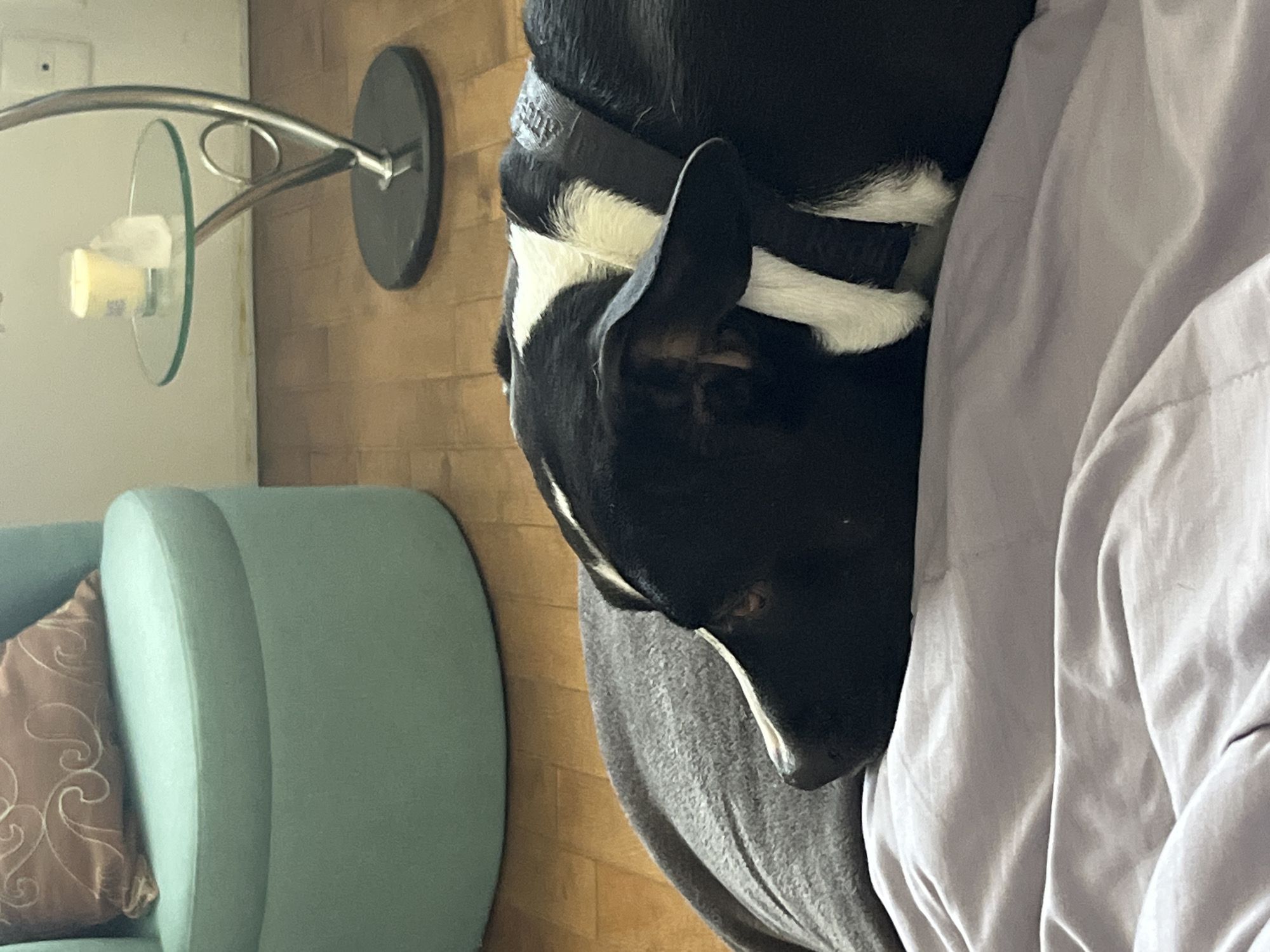 The image depicts an interior residential scene in Mexico City, Mexico. A black and white domestic dog is the primary subject, lying prone on light purple bedding, with its head resting on the surface, looking towards the right side of the frame. The dog features black fur with white markings on its neck, chest, and muzzle, and is wearing a dark-colored collar with a visible embossed pattern. A gray blanket or throw is positioned behind the dog's head and neck. In the left background, a round, light teal upholstered ottoman is visible, topped with a brown cushion featuring a light-colored swirling design. In the right background, a modern side table with a curved, silver-toned metal support, a circular clear glass top, and a dark circular base is present. A yellow-colored candle in a clear glass holder and a small, clear, irregularly shaped object rest on the glass tabletop. The floor is a light brown wooden surface, and a light-colored wall is visible in the distant background.