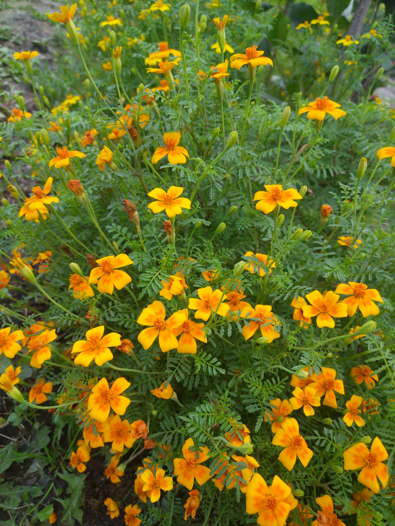 The image depicts a dense cluster of small, vibrant orange and yellow flowers, possibly marigolds, blooming amongst lush green foliage. The flowers are at various stages of bloom, with some fully open and others in bud. The background suggests an outdoor setting with hints of soil and other vegetation. There are no people or any discernable man-made objects in the image. The scene appears to be a natural or cultivated garden environment within the city of Богандинский, Russia.