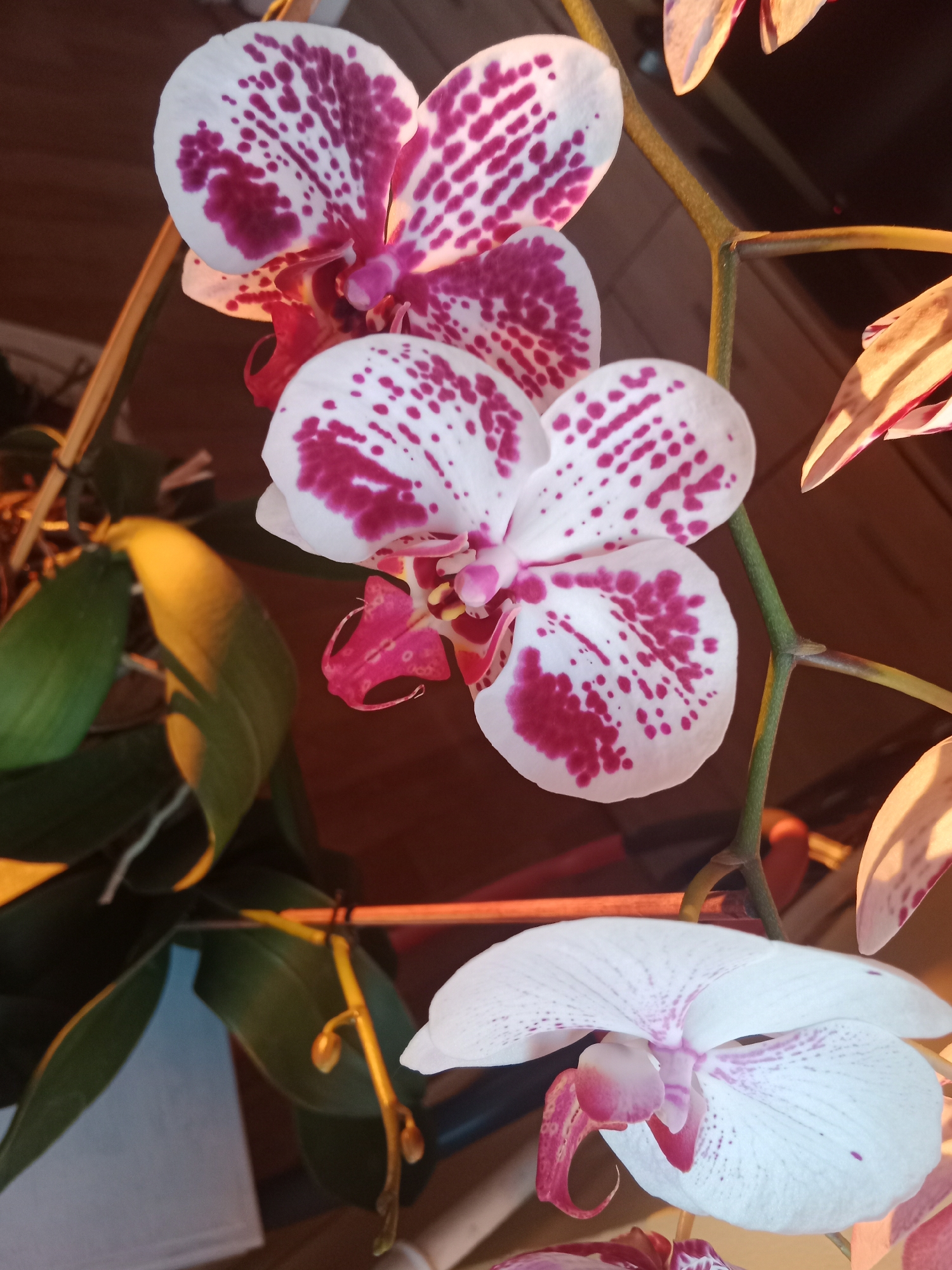 The image shows a close-up view of several orchid blooms and leaves. The orchids are primarily white with distinct magenta spots. The blooms are arranged on a stem, with some appearing fully open and others still developing. The leaves are a deep green. The background appears to be an indoor setting with wooden paneling and hints of artificial lighting casting warm tones. There is no discernible information about the city of Bydgoszcz, Poland, or any people present in the image.