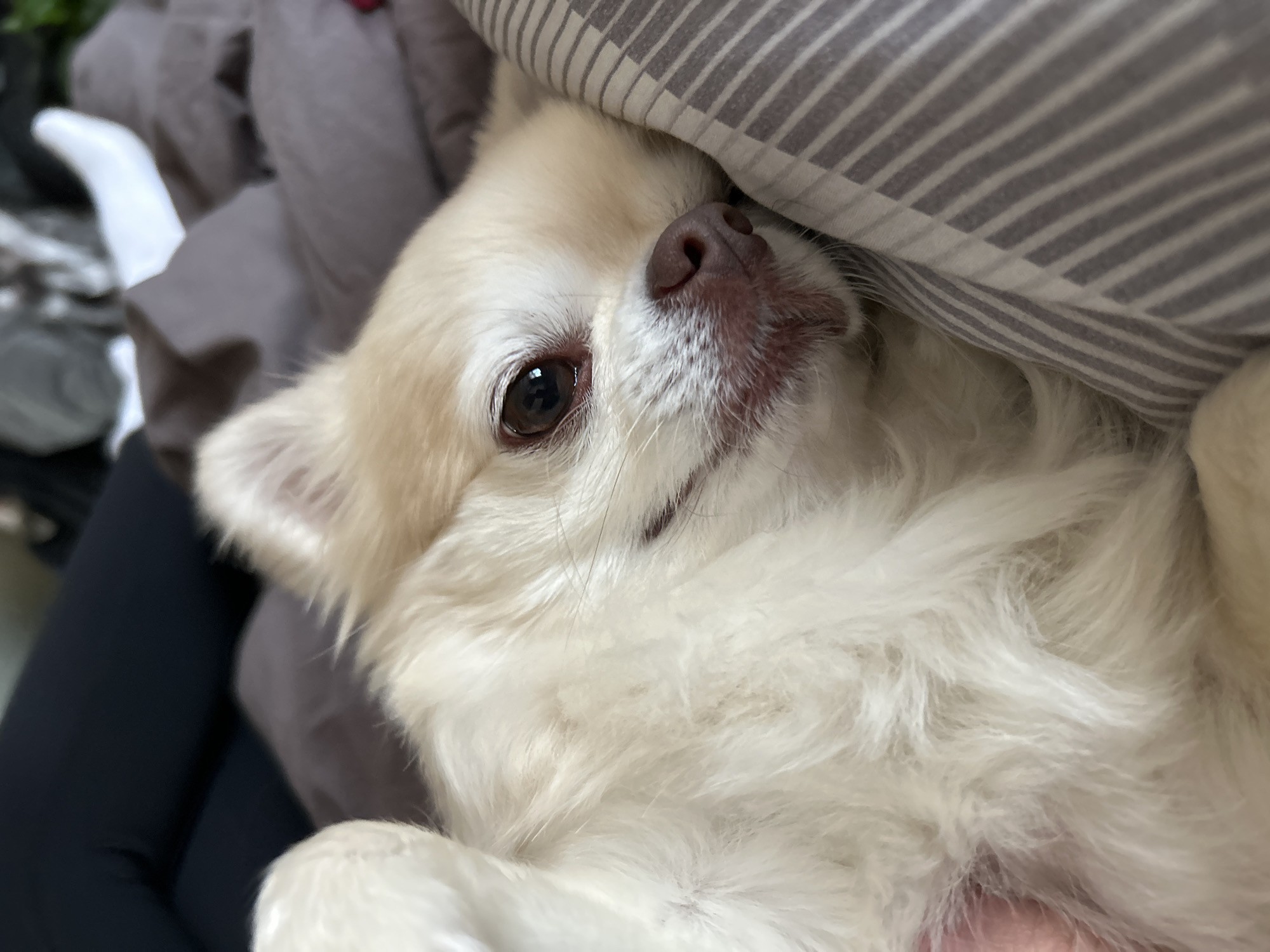 A close-up shot shows a long-haired chihuahua dog lying on its back, nestled amongst soft pillows and blankets. The dog's fur is a light cream color with some tan markings on its face, particularly around its eyes and nose. Its eyes are dark brown and appear sleepy or content. The dog's nose is a moist, dark pinkish-brown. A person's hand is visible gently holding the dog's leg in the lower left corner of the frame. The background is blurred but suggests a comfortable, indoor setting with dark leggings or fabric in the upper left and bedding with a subtle striped pattern in the lower right. The scene is peaceful and intimate, conveying a sense of relaxation and affection. This image was taken in Moskovskiy, Russia.
