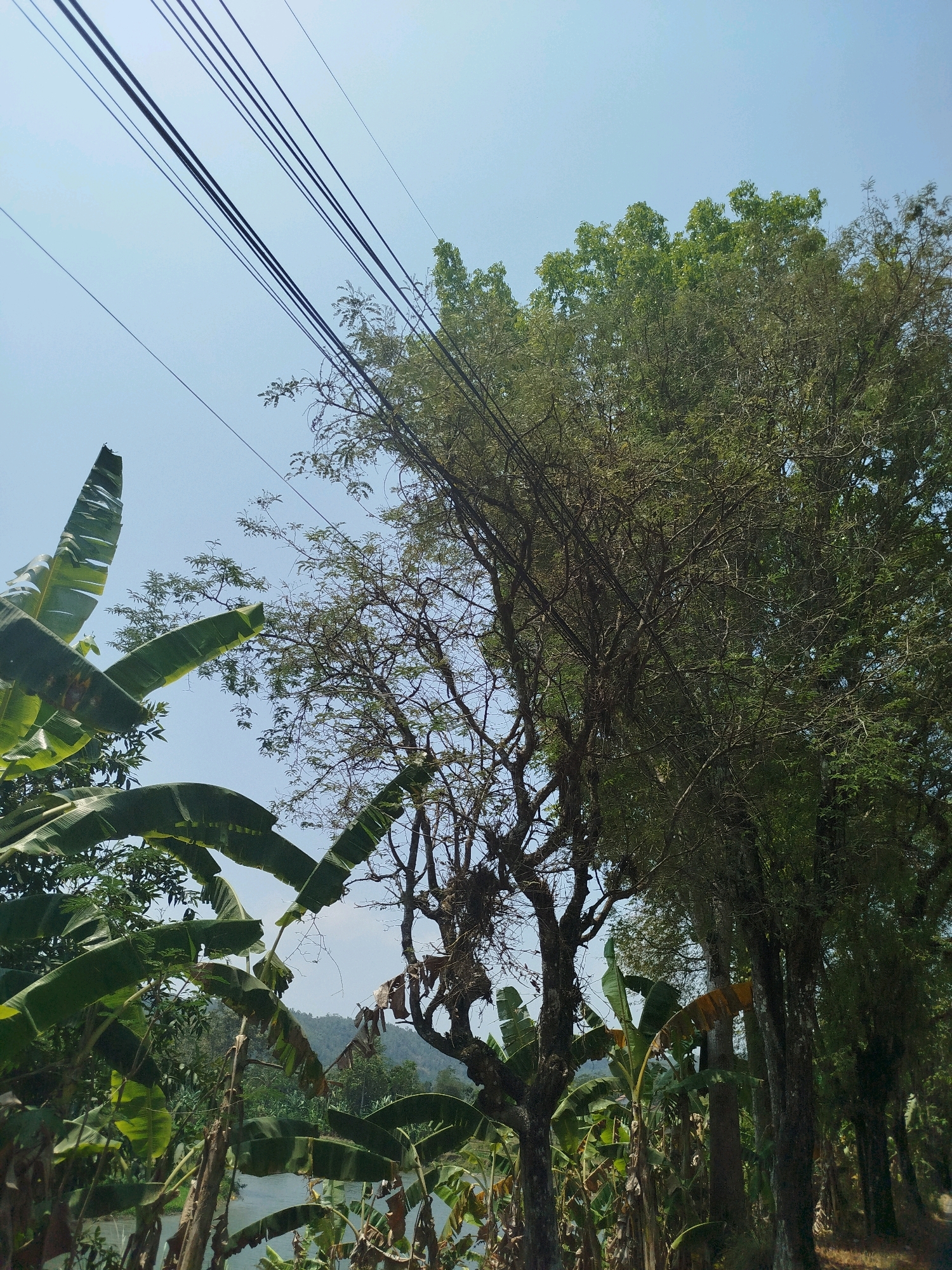 The image depicts a scene in Kedungwaru, Indonesia, under a clear blue sky. Several thick, dark power lines stretch diagonally across the upper portion of the frame. To the left, large, vibrant green banana leaves dominate the foreground, their broad surfaces catching the sunlight. Behind them, the branches and dense foliage of trees are visible, some with a lighter green hue and others appearing more mature and darker.
The middle ground features a mix of vegetation, including more banana plants and intricately branched trees with sparse leaves, their forms silhouetted against the sky. In the distance, a body of water, likely a river, is visible, bordered by lush green hills. The overall impression is one of a rural or semi-rural environment, characterized by abundant plant life and the presence of overhead electrical infrastructure. There are no people or animals visible in the image.