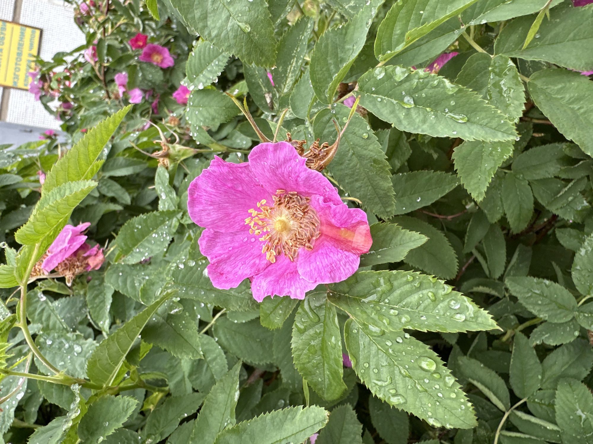 A close-up vertical shot captures a vibrant pink five-petaled flower, likely a wild rose, positioned centrally with a dried, yellow-brown pistil and stamens. The flower is surrounded by a dense arrangement of dark green leaves, many of which are adorned with numerous clear water droplets, indicating recent precipitation. In the upper right background, a white building or structure is partially visible, behind which a yellow sign with black Cyrillic text, including "ИЗГОТОВЛЕНИЕ ОБУВИ" (manufacturing of footwear), is partially discernible. Additional blurred pink flowers are scattered among the background foliage. The scene depicts a natural botanical element within an urban environment in the city of Chaikovsky, Russia. No people or overt actions are present.