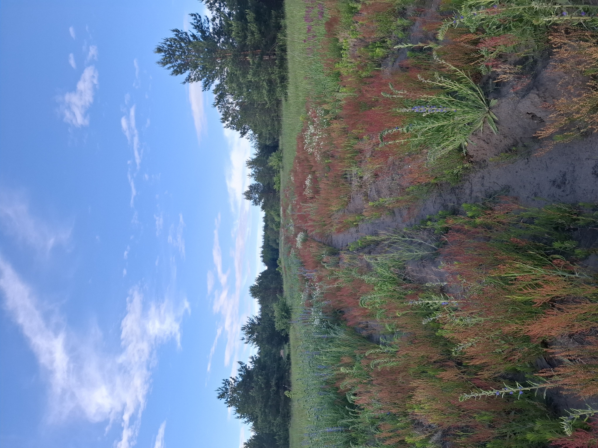 The image depicts a field in Елец-Маланино, Russia. The foreground shows a dirt path flanked by vegetation, predominantly reddish-brown plants mixed with green grass and some blue and white wildflowers. A line of trees forms a backdrop. The sky, partially visible, is blue with scattered white clouds. The scene appears natural and undisturbed.