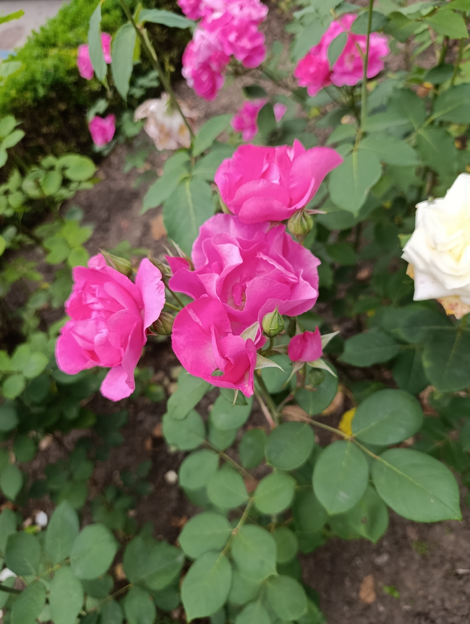 A close-up, high-angle shot captures a cluster of vibrant pink roses in a garden setting in Pivdenne, Ukraine. The roses are in various stages of bloom, with some fully open and others still forming buds. Their petals are a rich, saturated pink, and a single white rose with yellow tinges is visible in the background. The roses are surrounded by lush green foliage and their stems are adorned with small, sharp thorns. The ground beneath the plants appears to be dark soil. The overall impression is one of natural beauty and tranquility in an outdoor environment.