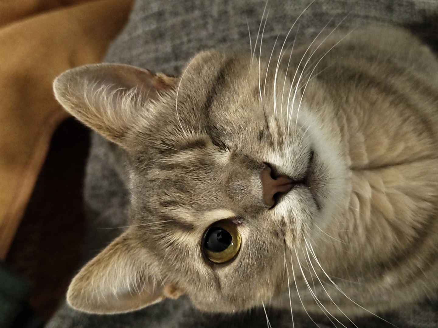 A close-up, head-on shot shows a tabby cat winking. The cat has gray fur with darker stripes and bright amber eyes. Its left eye is open, while its right eye is closed. Long white whiskers fan out from either side of its nose. The cat is looking directly at the camera. The background is blurred, but appears to be a dark gray fabric with a hint of brown material above the cat's head. The lighting is soft and natural.