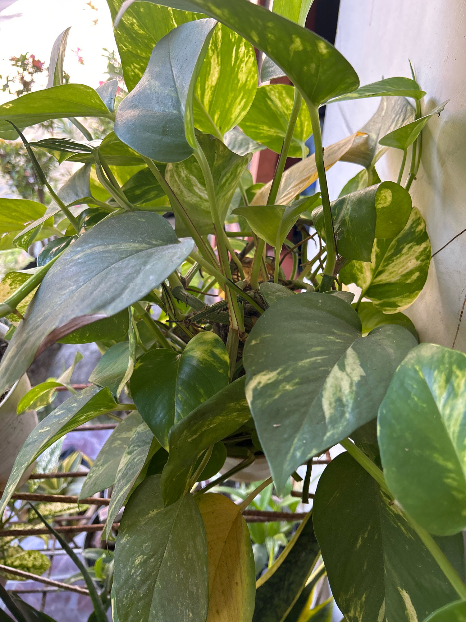 The image depicts a close-up view of a Pothos plant with variegated green and yellow leaves, possibly a Golden Pothos (Epipremnum aureum). The plant is situated outdoors, leaning against a light-colored wall. The lighting suggests it is daytime, with sunlight filtering through some of the leaves, creating highlights and shadows. In the background, out of focus, there appears to be a rack or shelf with other plants, and hints of a railing or fence. The environment suggests a residential or garden setting. There are no people visible in the image. The location of Playen, Indonesia is not discernible from the visual elements alone.