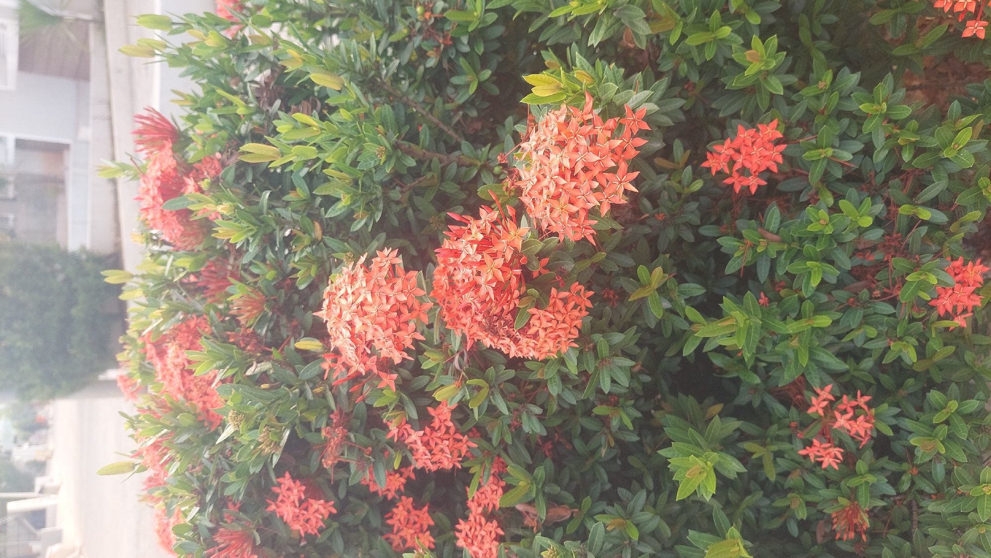 The image shows a close-up of a lush green Ixora bush with clusters of vibrant orange-red flowers. The flowers are small and star-shaped, with four petals. They are clustered together in dense, rounded heads. The leaves of the bush are dark green, glossy, and lance-shaped. The background is softly blurred, with hints of a street and buildings, suggesting an urban or suburban setting in Gunung Putri, Indonesia. The lighting is natural and diffused, indicating it might be daytime. No people or animals are visible in the frame.