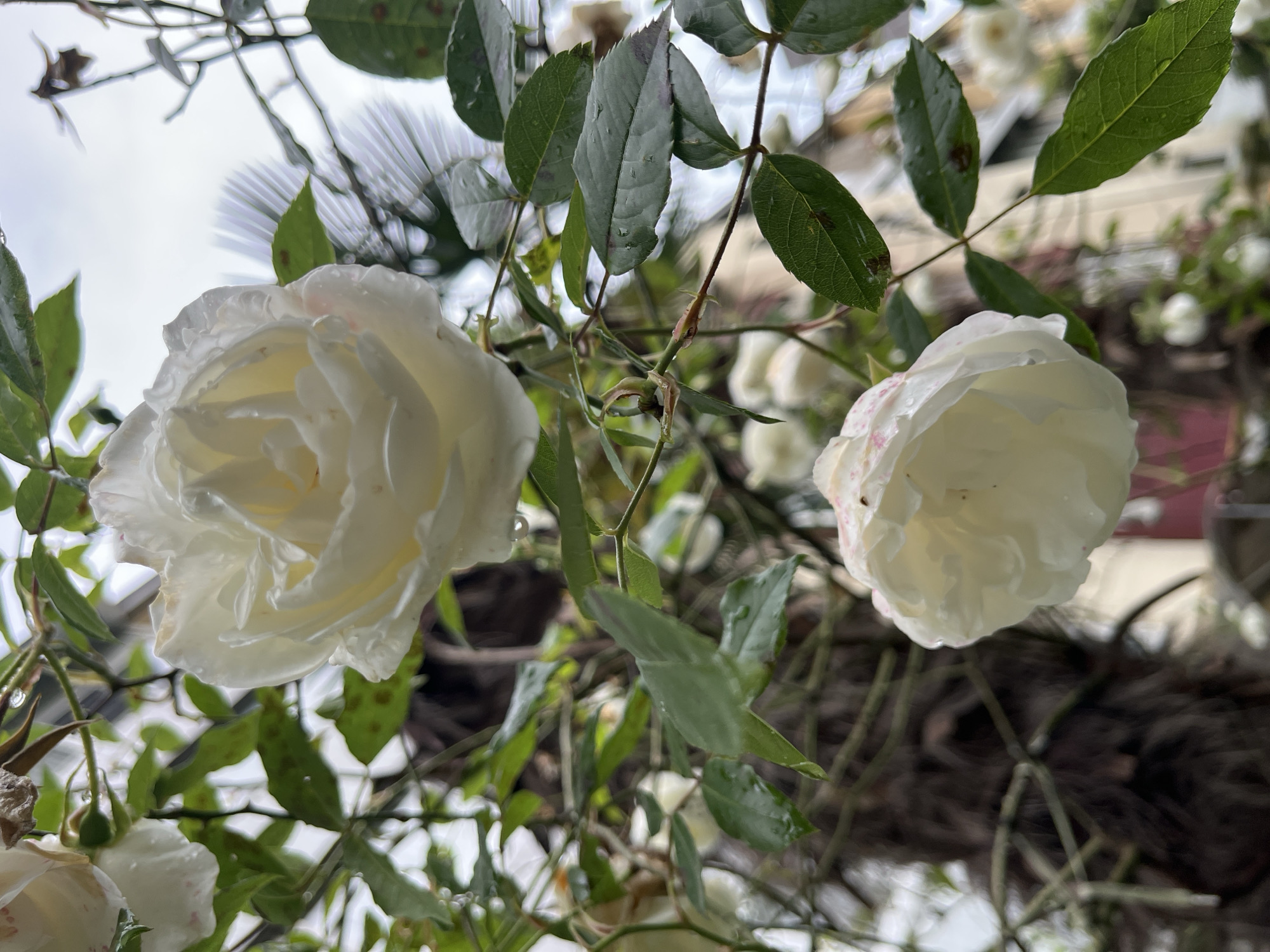 The image depicts two white roses in a garden setting. The rose on the left is fully open, revealing its delicate petals, while the rose on the right is less open. Both roses show hints of pink coloration on some petal edges. Water droplets are visible on the roses and the surrounding green leaves, suggesting recent rain or dew. The foliage is lush, and there are hints of other white rose blooms in the background. The out-of-focus background indicates a garden environment, possibly climbing on a trellis or arbor. There is no verifiable information in the image itself to determine the specific location is Sochi, Russia.