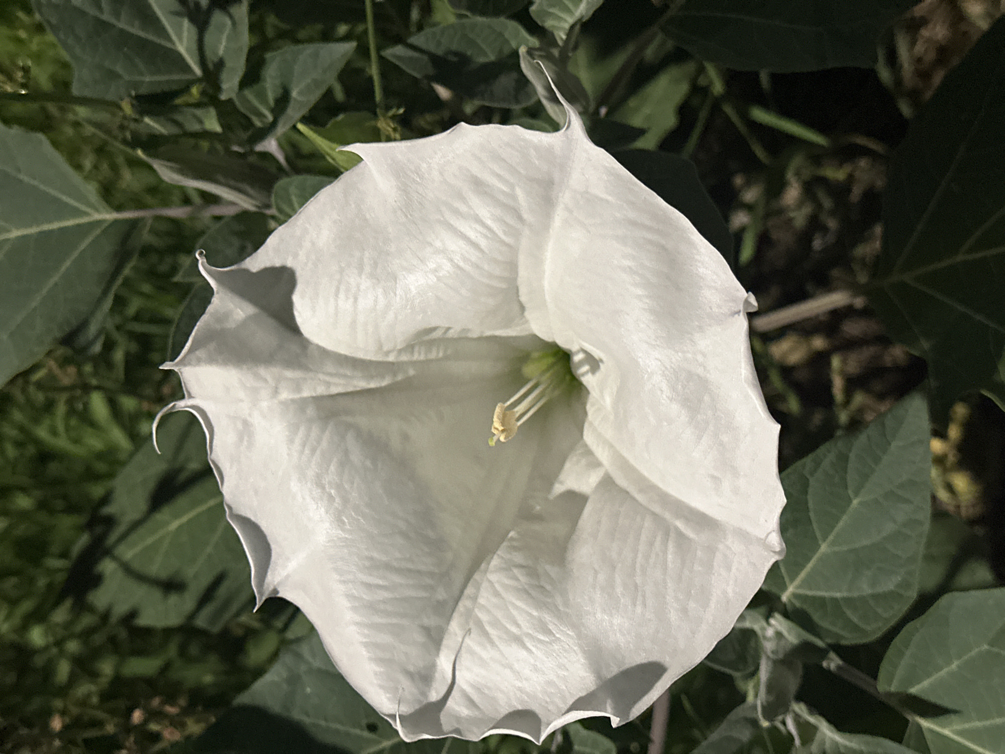 A close-up, eye-level, outdoor shot features a large, white, trumpet-shaped flower with delicately ruffled edges. The flower is centered in the frame, its petals unfurling outwards. A bright green stamen with yellow pollen is visible at the center of the bloom. The flower is surrounded by dark green leaves and a blurred background of foliage and shadows, suggesting it is growing in a natural or garden setting. The image is well-lit, with sunlight illuminating the white petals and creating subtle shadows. No people or man-made objects are visible. This image is not specific to Nevinnomyssk, Russia, or any particular city.