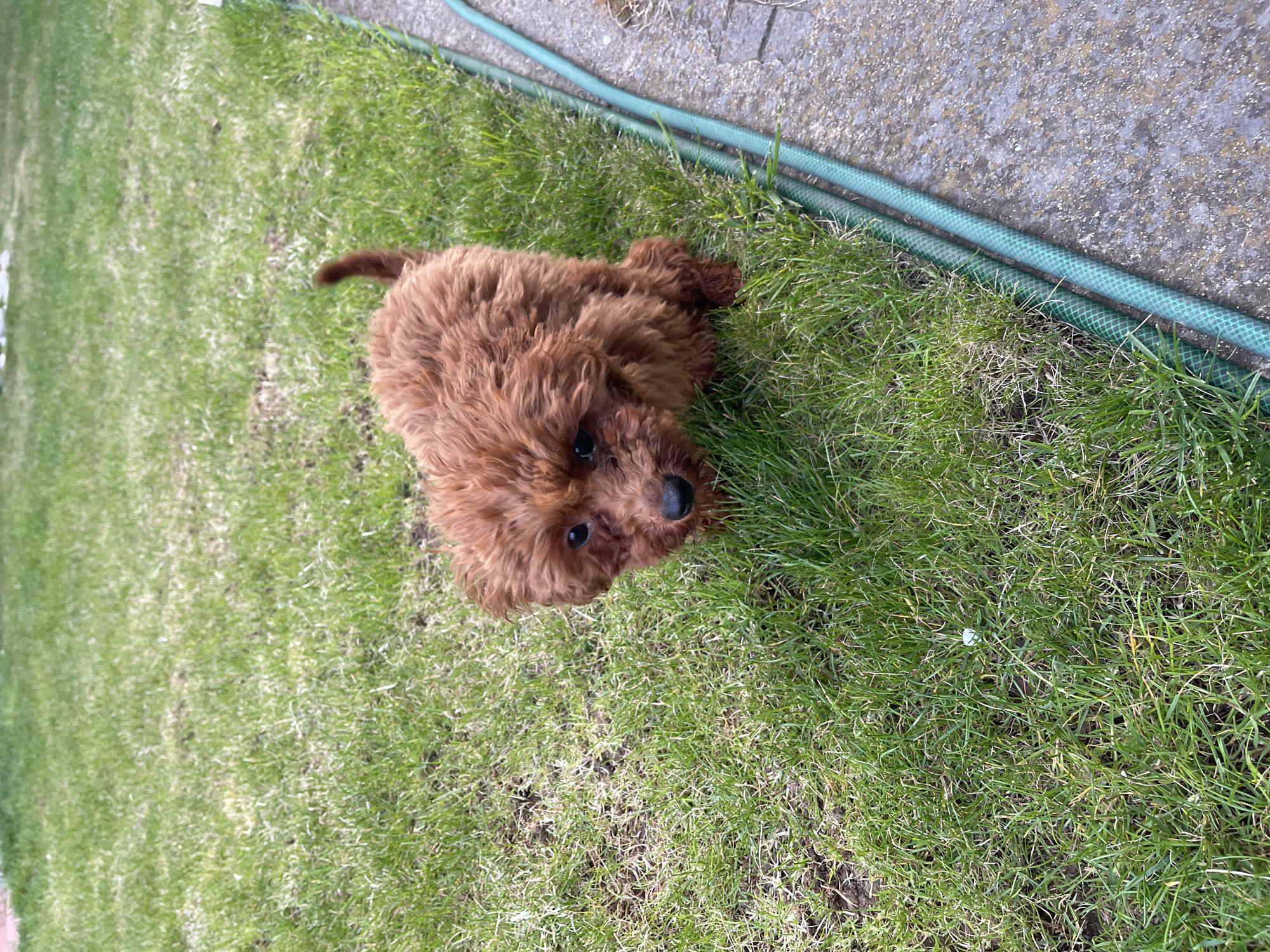 A brown, fluffy puppy is lying on green grass next to a grey concrete path and a green garden hose. The location is not possible to determine from the given image.