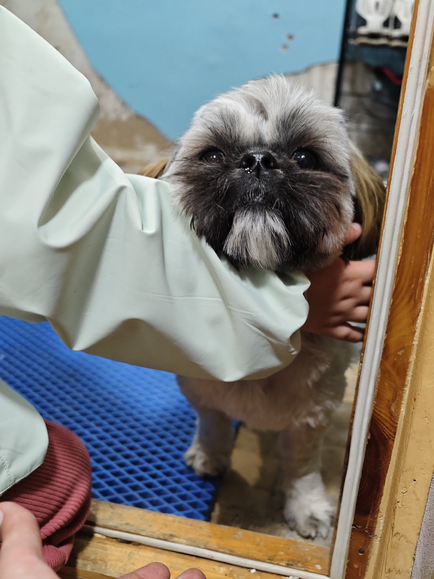 The image displays a close-up, eye-level view of a small Shih Tzu dog being held by a person in an indoor setting, likely a grooming area, in Chaikovsky, Russia. The dog is the central subject, featuring a fluffy face with a mix of dark gray and white fur around its muzzle and eyes, and lighter brown fur on its ears and parts of its head. Its dark, round eyes gaze directly at the viewer with a calm and curious expression, and a small wet spot is visible on its black nose.
A person's arm, covered in a light green, possibly waterproof or protective, sleeve, extends from the left side of the frame, wrapping around the dog's upper body. A hand from the same person is visible behind the dog's head, gently holding it. On the bottom left, another hand is visible, holding a piece of ribbed, reddish-brown fabric.
The dog stands on a bright blue, grid-patterned mat, characteristic of surfaces designed for drainage or hygiene in places like grooming salons. To the right, a light-colored wooden door frame marks the edge of the scene. The background is an indistinct light blue wall, with a few dark spots and some blurry elements further back, suggesting an interior room. The lighting appears even, consistent with an indoor environment. No visible text is present in the image.