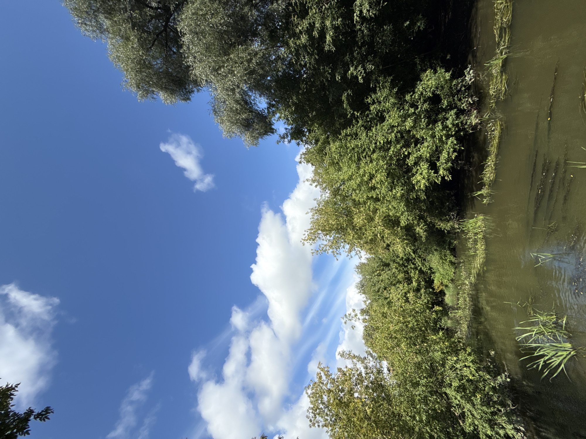 The image depicts a serene natural scene with a body of water bordered by lush green trees under a bright blue sky with scattered white clouds. The water is calm and reflects the surrounding foliage. Reeds and aquatic plants grow along the banks and in the shallow areas of the water. The trees, predominantly deciduous, are dense and appear healthy, suggesting a temperate climate. There are no people or man-made structures visible in the image, creating an impression of undisturbed nature. The lighting indicates it is daytime, likely mid-morning or afternoon. The overall atmosphere is tranquil and verdant.