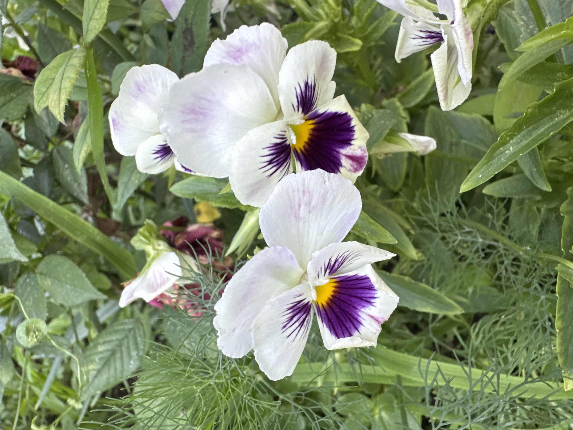 The image is a close-up shot of white pansies with purple and yellow markings on their petals, set against a background of green foliage. The flowers are in focus and occupy the majority of the frame. The scene appears to be in a garden or park setting. There are no people or animals visible in the image. The location is identified as Kostinbrod, Bulgaria.