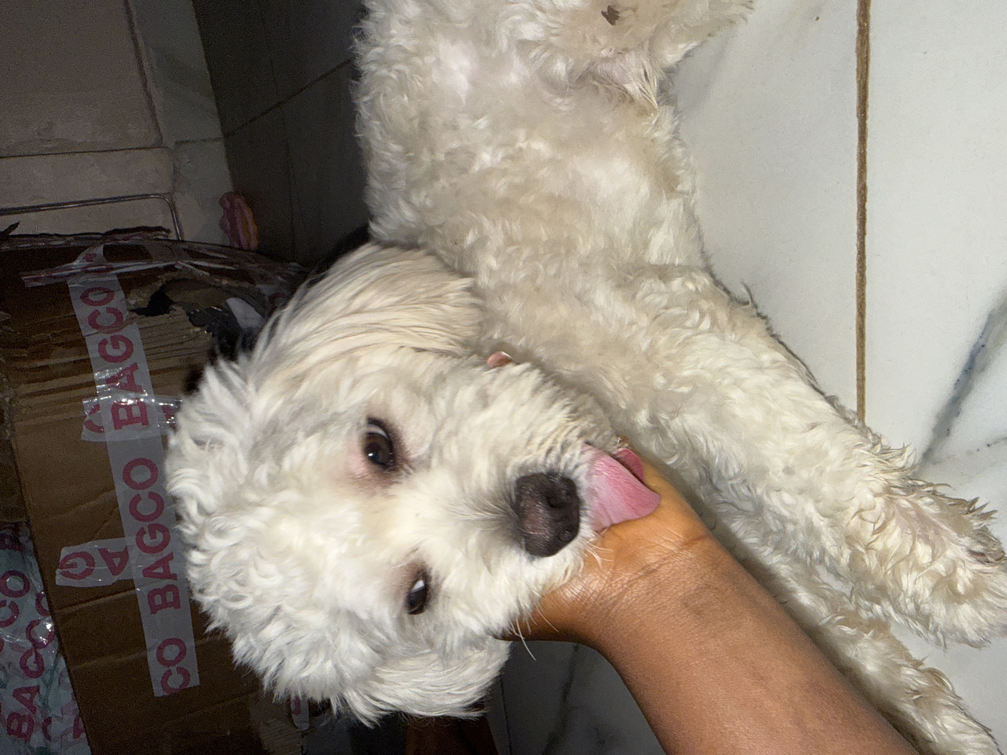 An adult white poodle is lying on a tiled floor, with its head resting on a person's hand. The dog's tongue is sticking out. In the background, there are cardboard boxes with pink tape that reads "BAGCO". The scene appears to be indoors, possibly in a residential area of Abuja, Nigeria.
