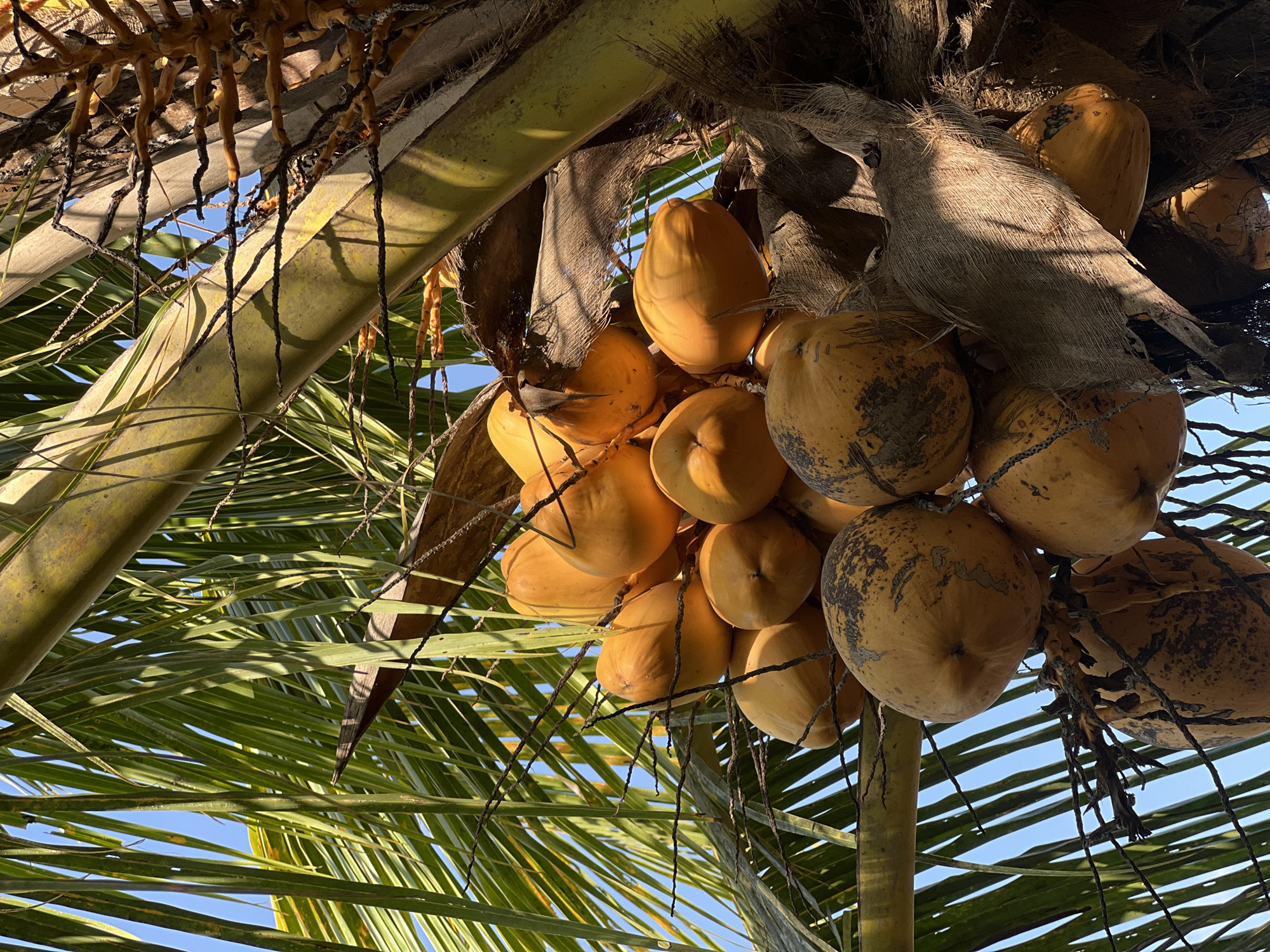 A cluster of ripe, yellow coconuts hangs from a palm tree against a clear blue sky. The coconuts vary in size and ripeness, with some appearing smoother and more vibrant yellow, while others have darker, mottled patches and rougher textures. They are attached to the tree by thin, fibrous strands. The palm fronds, which are long, thin, and green, fan out around the coconuts, creating a natural canopy. A thick, rough trunk of the palm tree is also visible, with its characteristic fibrous bark. The lighting suggests it is daytime, with sunlight casting shadows on the coconuts and leaves. The scene is located in Kerambitan, Indonesia.