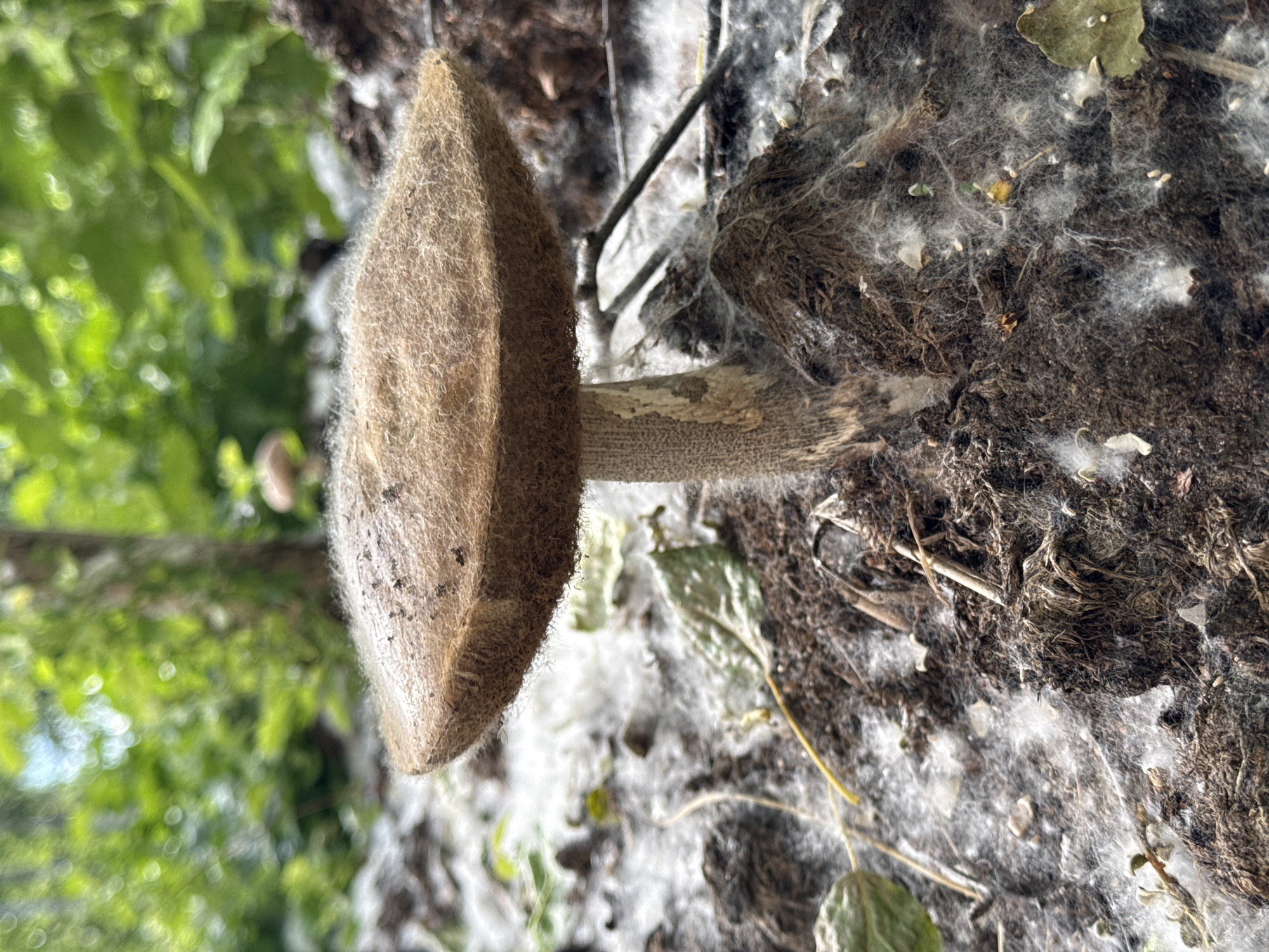 An outdoor, close-up, eye-level shot focuses on a single mushroom growing in dark soil. The mushroom has a broad, light brown cap covered in fine, fuzzy fibers and a textured, light brown stem. The ground around the mushroom is covered in more of the white, fibrous material and some dried leaves and twigs. In the background, out of focus, is lush green foliage and tree trunks, suggesting a natural, wooded environment. The image appears to be taken in the city of Chaikovsky, Russia, based on the provided location context.
