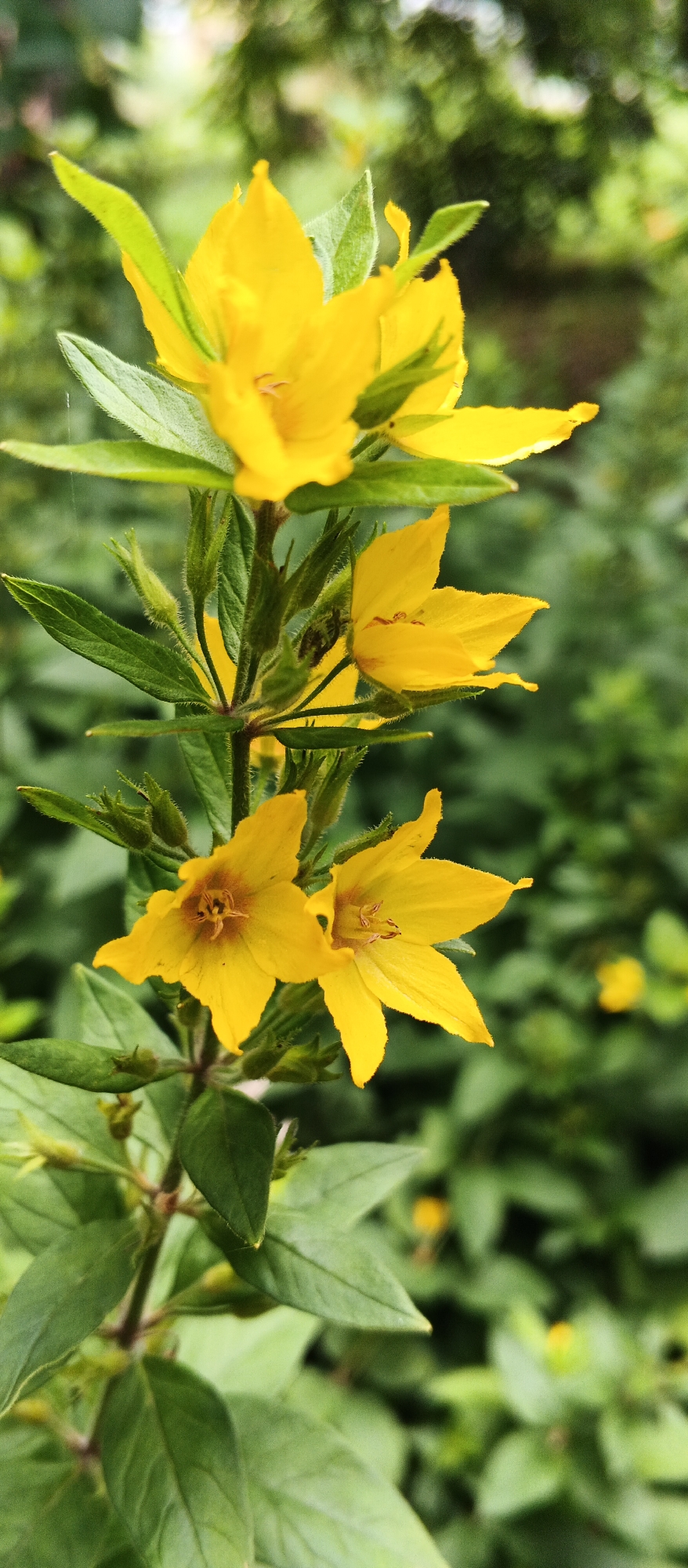 The image is a close-up, vertical shot of a flowering plant with bright yellow, star-shaped flowers. The plant has green leaves and is set against a blurred green background of foliage. There are multiple flowers on the stem, with some in focus and others out of focus. The texture of the petals and leaves, including fine hairs on the stem and leaf undersides, is visible. The lighting appears to be natural daylight, suggesting an outdoor setting. The scene is devoid of any human presence or identifiable landmarks that would pinpoint its location within Izhevsk, Russia, or any other specific city. The environment suggests a natural or garden setting.