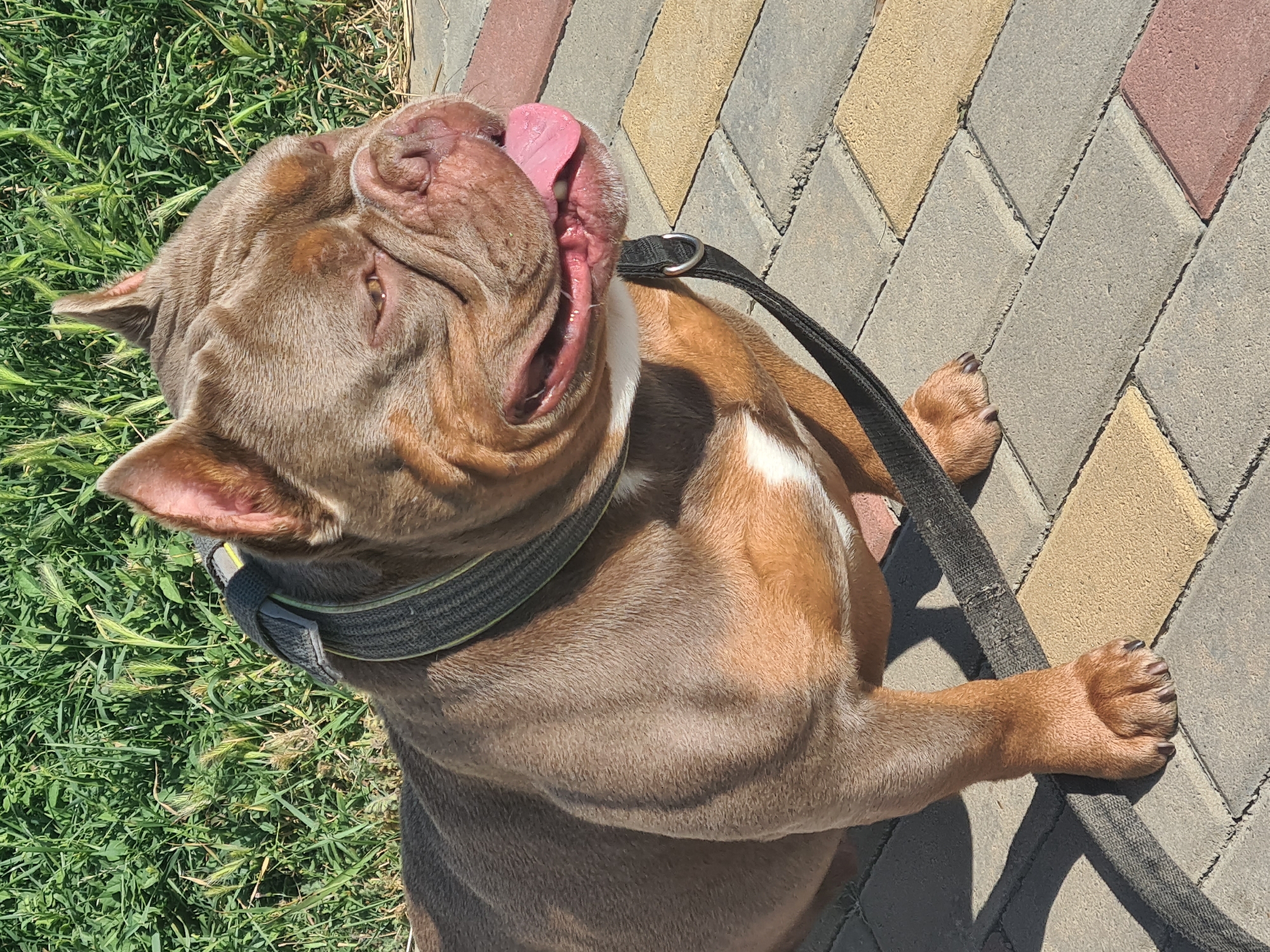 A brown American Bully dog stands on a paved walkway. The dog is facing to the right and panting, with its tongue hanging out. It is wearing a dark collar and leash. Behind the dog, there is a patch of green grass. The walkway is made of interlocking bricks in various shades of gray, yellow, and reddish-brown. The image appears to be taken outdoors in daylight.