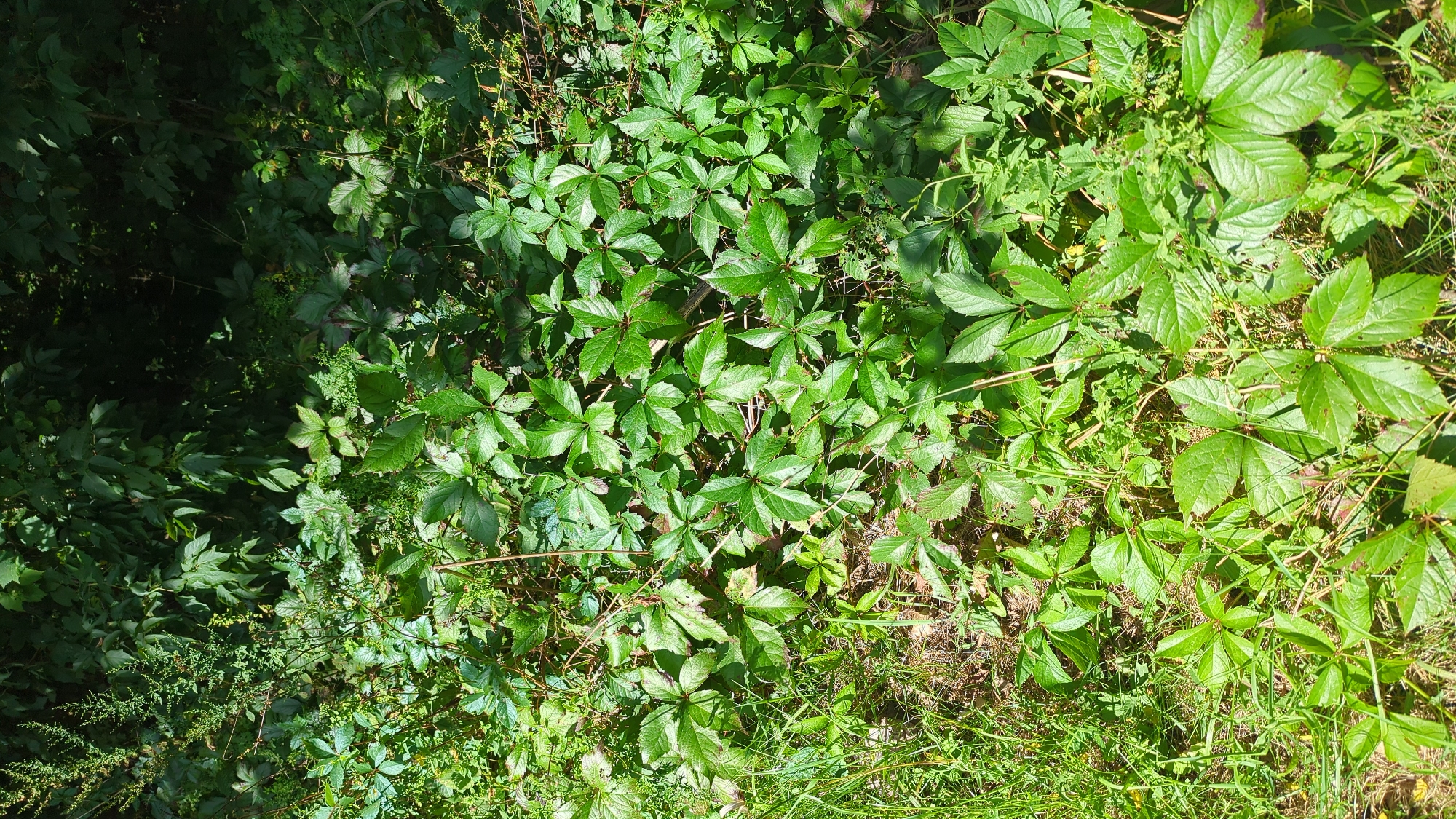 This is a close-up, eye-level, outdoor shot of dense green foliage on the ground. The scene appears to be in Montreal, Canada, likely a park or natural area given the wild growth. There are no people or man-made objects visible. The focus is on the various types of plants, primarily vines with palm-shaped leaves and some thinner, grass-like vegetation. The lighting suggests it is daytime, with some areas in shadow and others illuminated by sunlight, creating a dappled effect. The overall impression is one of untamed nature.
