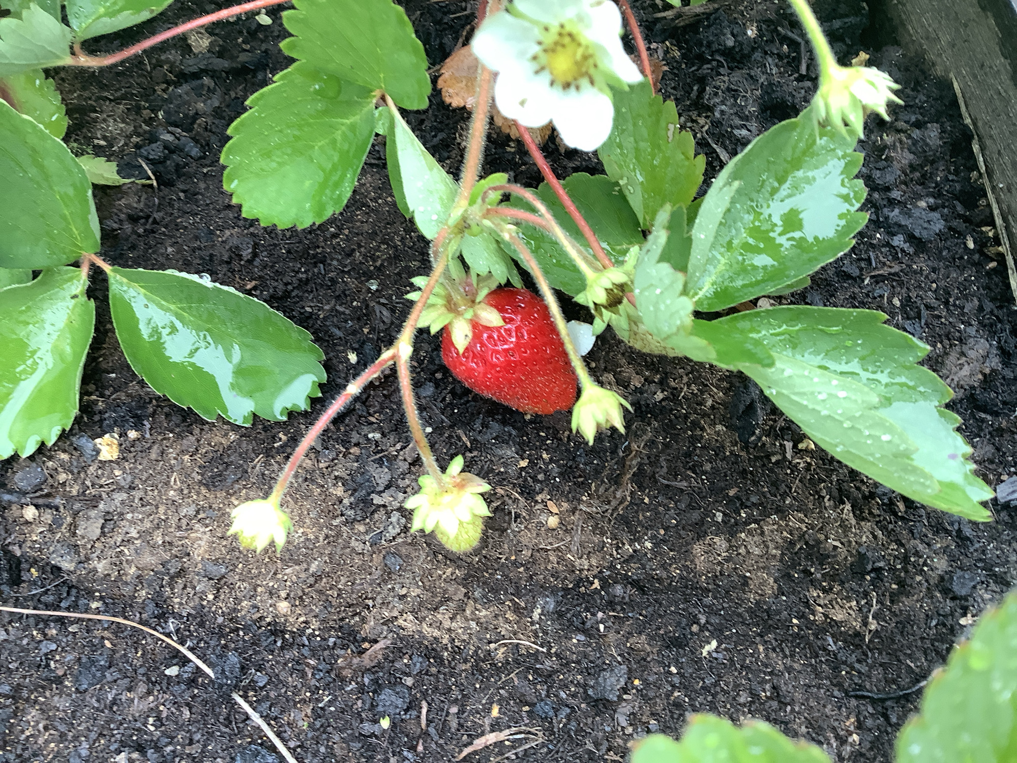 A single ripe red strawberry hangs from a green vine amongst wet, green leaves and white flowers in a garden bed. The soil is dark and moist, with some scattered leaf debris and a visible wooden border on the right side of the frame. The image appears to be taken from a top-down perspective, focusing on the strawberry plant. The location in Nikul'skoye, Russia, is not visually evident from the image itself.