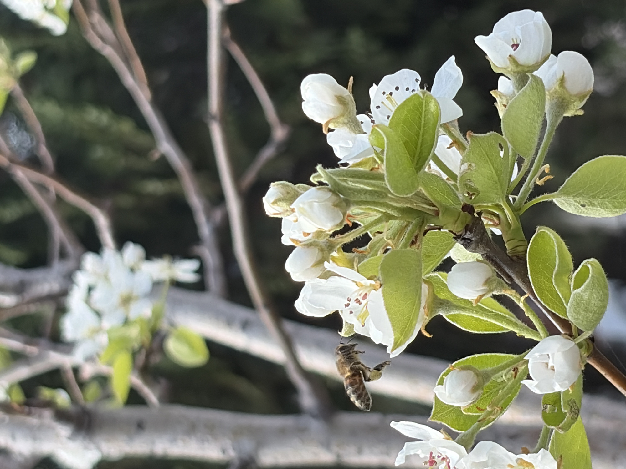 A bee hovers near a cluster of white blossoms on a branch. The blossoms are accompanied by light green leaves. Other branches with blurred blossoms are visible in the background, along with a dark green, indistinct background. The image was taken in a location named Unknown, Unknown.