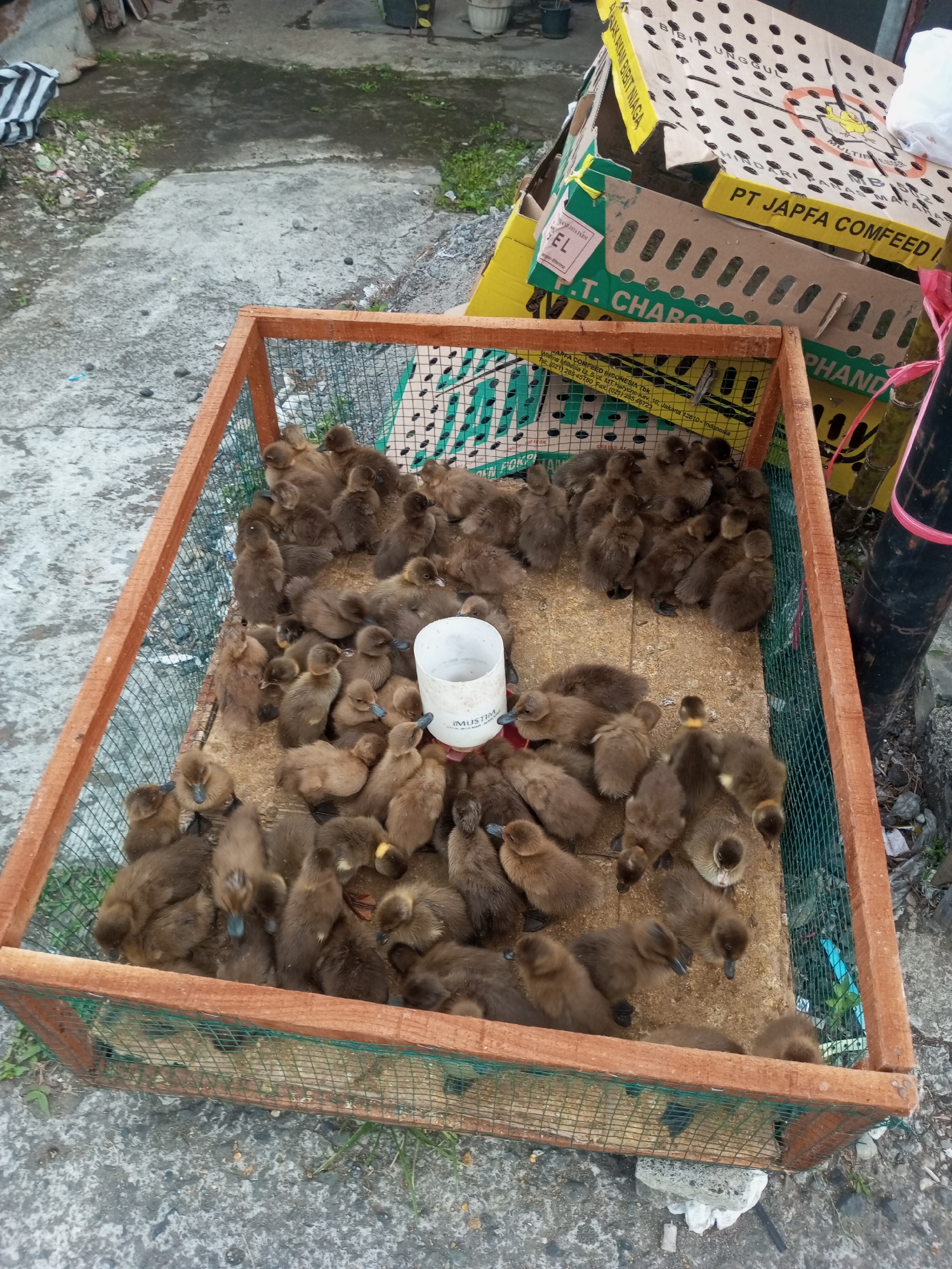 In Pandansari, Indonesia, a wooden-framed enclosure containing numerous ducklings is situated on a concrete surface. The enclosure is made of wooden beams and a wire mesh. Inside, the ducklings, predominantly brown with some lighter markings, huddle together. A white feeder cup is visible in the center of the enclosure. Behind the enclosure, a stack of cardboard boxes, some yellow and some green, are piled. The boxes have text and graphics, including "PT JAFFA COMFEED" and images of chicks. The surrounding environment appears to be an outdoor area with a rough concrete path, some sparse vegetation, and debris scattered on the ground.