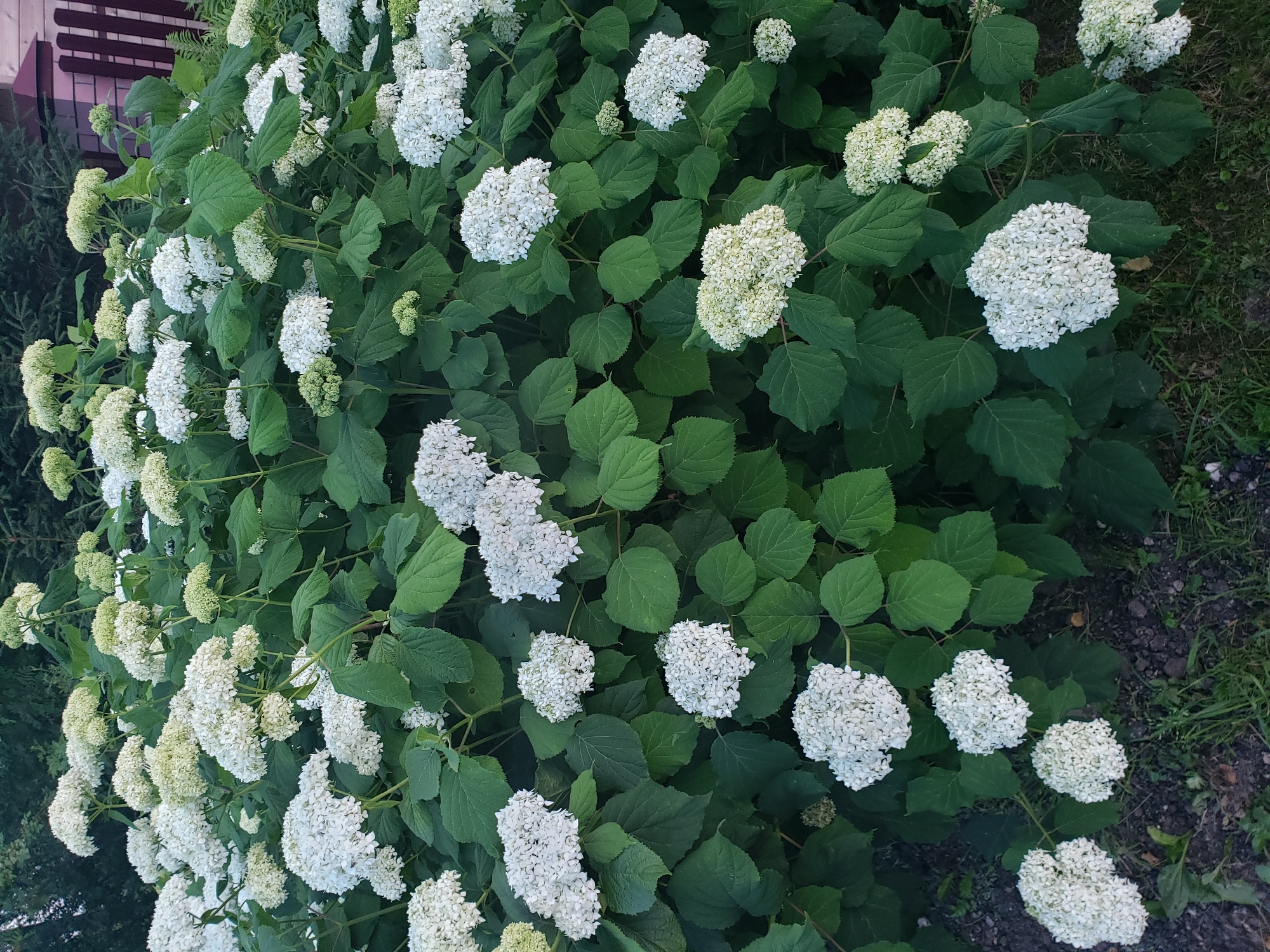 A full frame, eye-level, outdoor shot captures a large hydrangea bush laden with white blooms and abundant green foliage. The bush is situated in a garden with dark soil and scattered blades of grass visible in the foreground. In the background, a section of a wooden fence with a brick pillar and dark green coniferous trees can be observed. The image appears to be taken in Nizhny Novgorod, Russia, given the context provided.