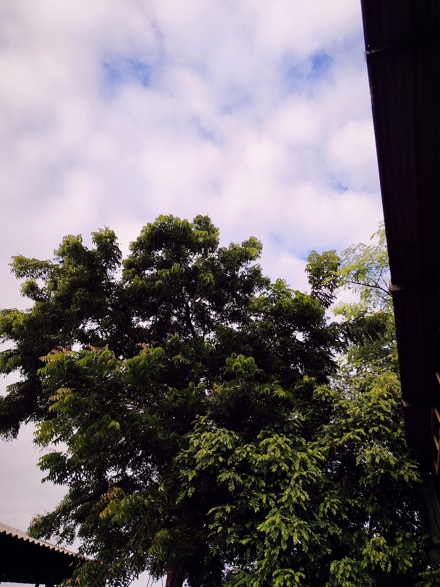 The image shows a large, leafy green tree against a cloudy sky. The upper right portion of the image is partially obscured by a dark, wooden structure, possibly a roof overhang or the side of a building. In the lower left corner, a corrugated metal roof is visible, suggesting a built environment. The scene appears to be outdoors, possibly in a residential or public area within the city of Mahuva, India, given the context provided. The sky is a mix of white clouds and patches of blue. The lighting suggests it is daytime, possibly late morning or early afternoon. There are no people or animals visible in the frame. The focus is on the natural element of the tree and the sky, contrasted with the man-made structures.