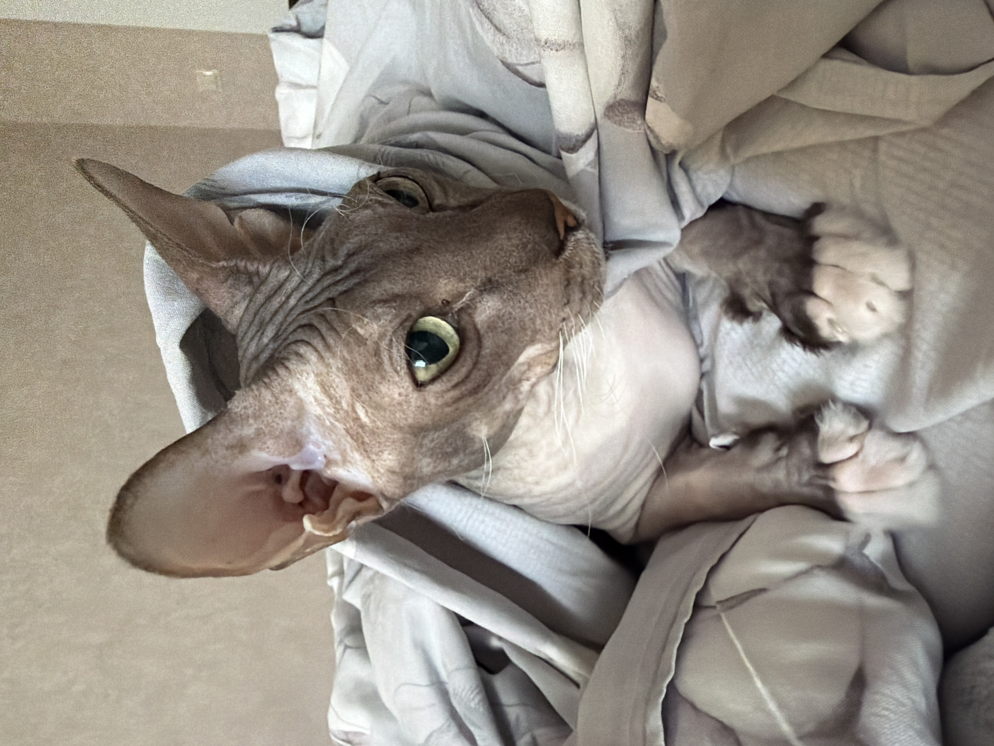 A Sphynx cat is nestled within folds of gray fabric, likely a blanket or bedding. The cat's head is prominently displayed, with a large ear visible on the left side of the frame. Its eyes are open and appear to be looking upwards and slightly to the right. The cat's paws are also visible, one near the top of the frame and another below, suggesting the cat is curled up. The background is a blurred, light-colored wall. There is no evidence to suggest the location is Izhevsk, Russia.