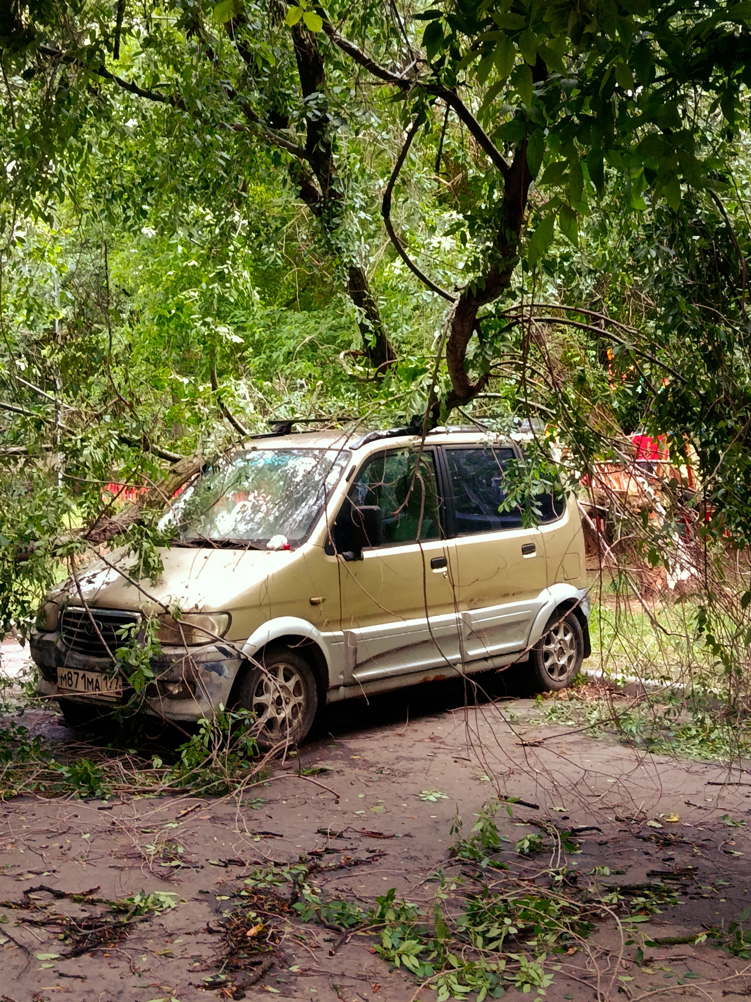 A light beige minivan is parked on a dirt road, partially obscured by fallen tree branches and leaves. The vehicle appears to be a 2003-2007 Mitsubishi Grandis, identifiable by its license plate, M871MA 177, which suggests it is registered in Moscow Oblast, Russia. The minivan is situated in a densely vegetated area, with lush green foliage and tree limbs surrounding it. The ground is covered with debris, indicating recent storm activity. In the background, a red structure is partially visible through the trees. The scene suggests the aftermath of a storm, with the vehicle potentially damaged by falling branches.