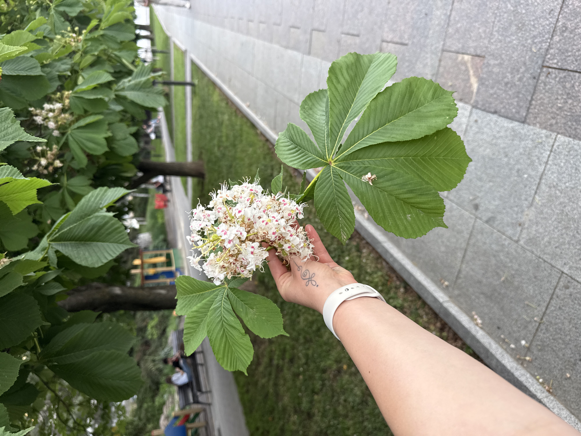 A person's arm is holding a chestnut blossom and leaf over an urban setting. The hand has a white smartwatch and a small tattoo near the wrist. The background includes a sidewalk paved with grey stones, a grassy area with trees, and possibly playground equipment in the distance. The scene suggests an outdoor area in a park or along a street. There is no information about the location being in Rostov-on-Don, Russia.