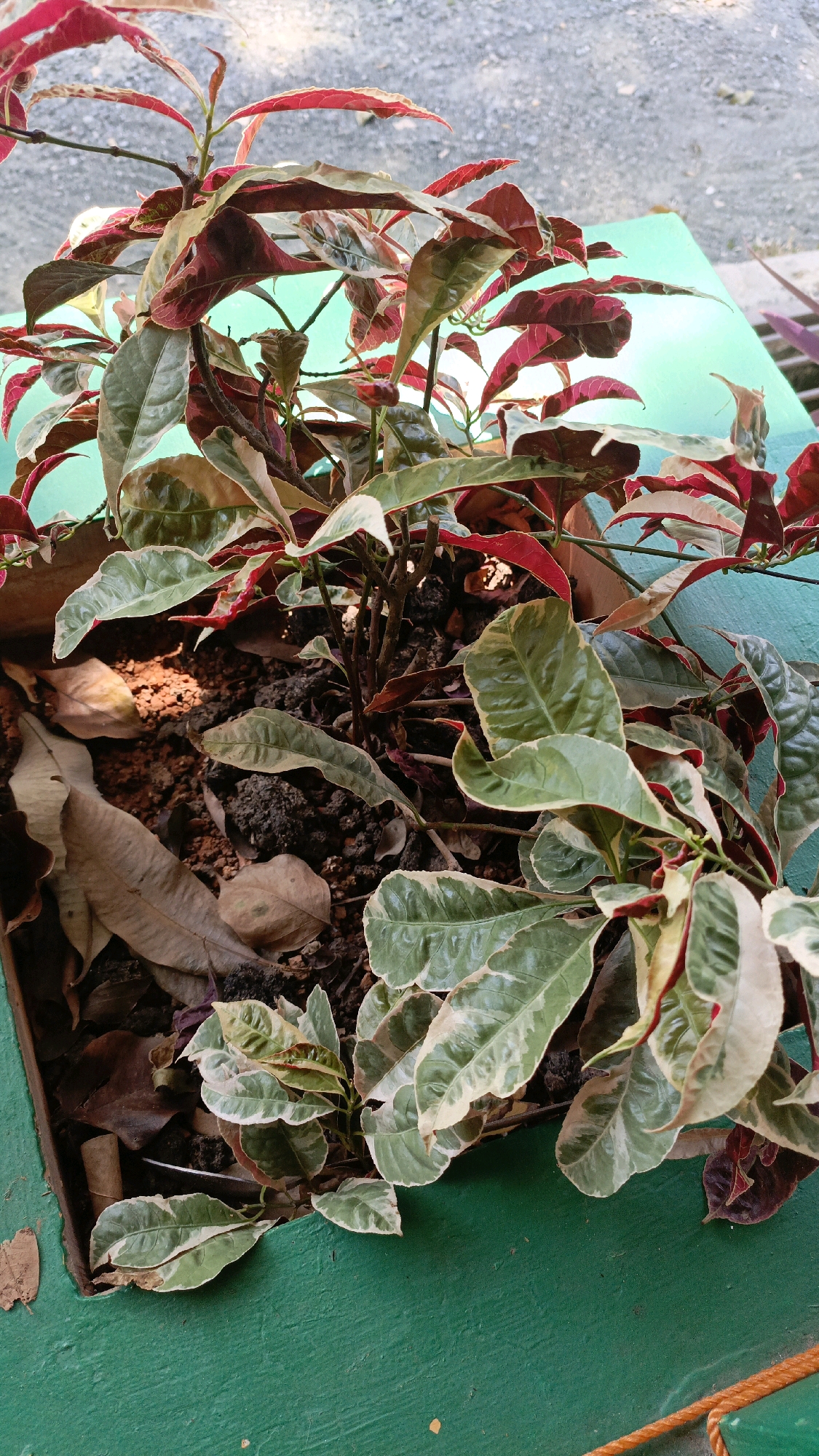 The image shows a close-up of a potted plant with variegated leaves, displaying a mix of green, cream, and reddish-purple colors. The plant is in a wooden planter box filled with dark soil and scattered dry leaves. The planter box is positioned on a bright green surface, which appears to be a bench or table. The background is slightly blurred, but suggests an outdoor setting with a grey gravel-like surface and a light blue wall or structure. The scene is lit by natural light, casting shadows on the soil and some leaves. There are no people visible in the image. The location is identified as Desa Pabahanan, Pelaihari, Tanah Laut, Indonesia.