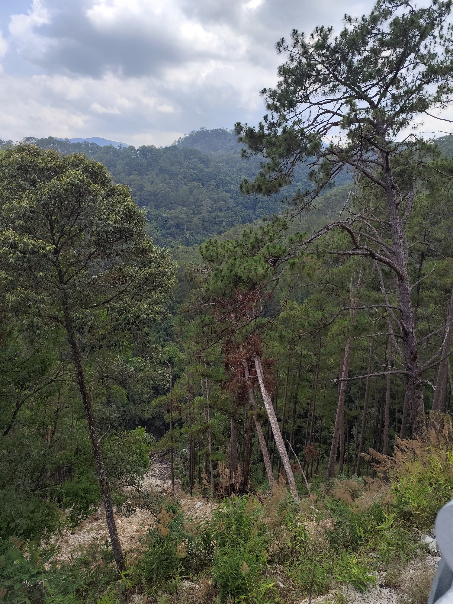 The image shows a forest scene, possibly on a hillside, in Da Lat, Vietnam. The foreground consists of trees of various sizes, including pine trees, and a lower area with plants and some exposed soil or rock. In the midground, dense forest stretches into the distance. Mountains are visible on the horizon under a cloudy sky. No people are seen in the image. The overall impression is a natural, wooded environment.