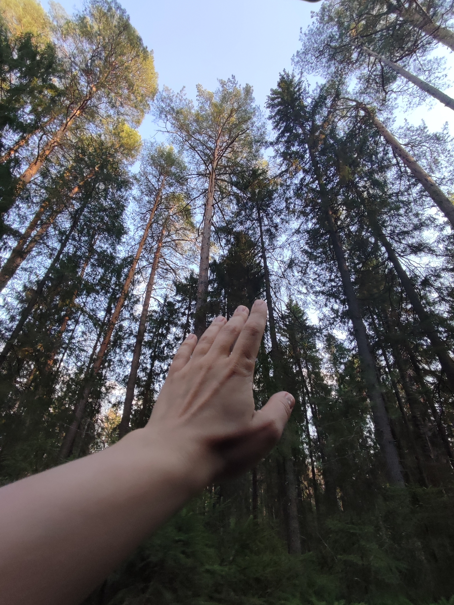 The photograph, taken from a low angle looking upward, depicts a forest scene, with a human hand prominently displayed in the foreground. The hand, seemingly belonging to the photographer, is outstretched toward the tall trees. The forest consists of dense, tall trees, likely conifers, reaching into a clear, pale blue sky. The lighting is subdued, suggesting either early morning or late afternoon. The location is Chaikovsky, Russia, based on the prompt. The environment appears to be a wooded area or forest within the city or its surrounding region.