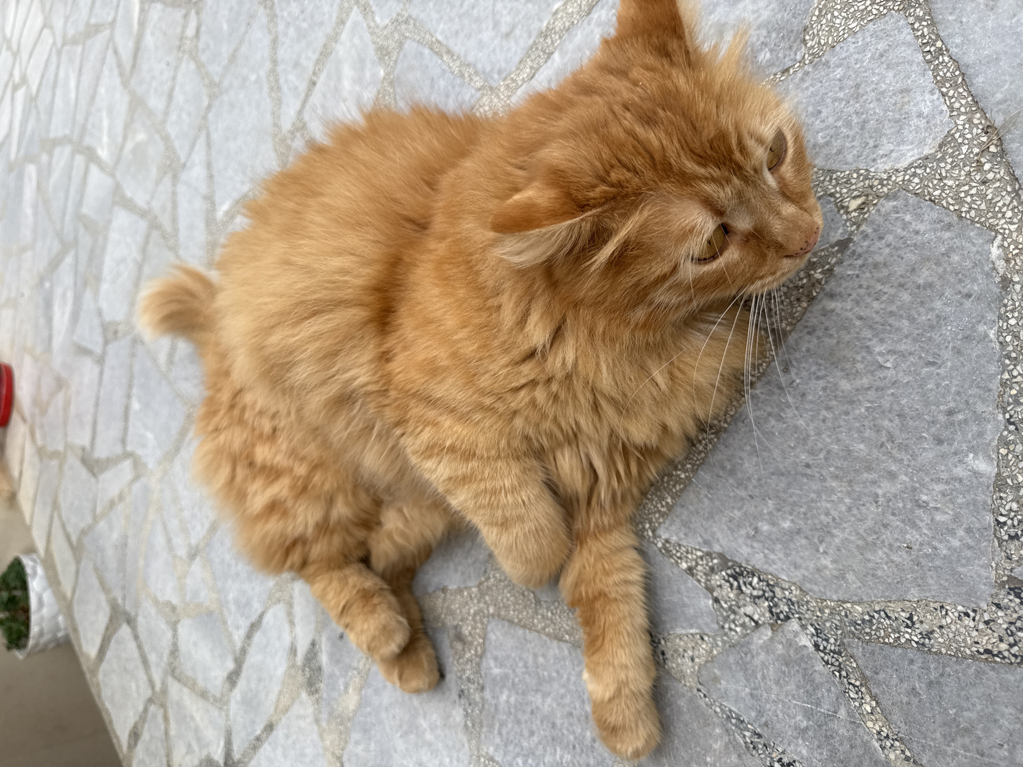 A long-haired orange cat rests on a gray and white mosaic-tiled surface. The cat lies on its side, with its paws close to its body. The scene may be located in the city of Berkovitsa, Bulgaria. A small potted plant is barely visible in the lower left corner.