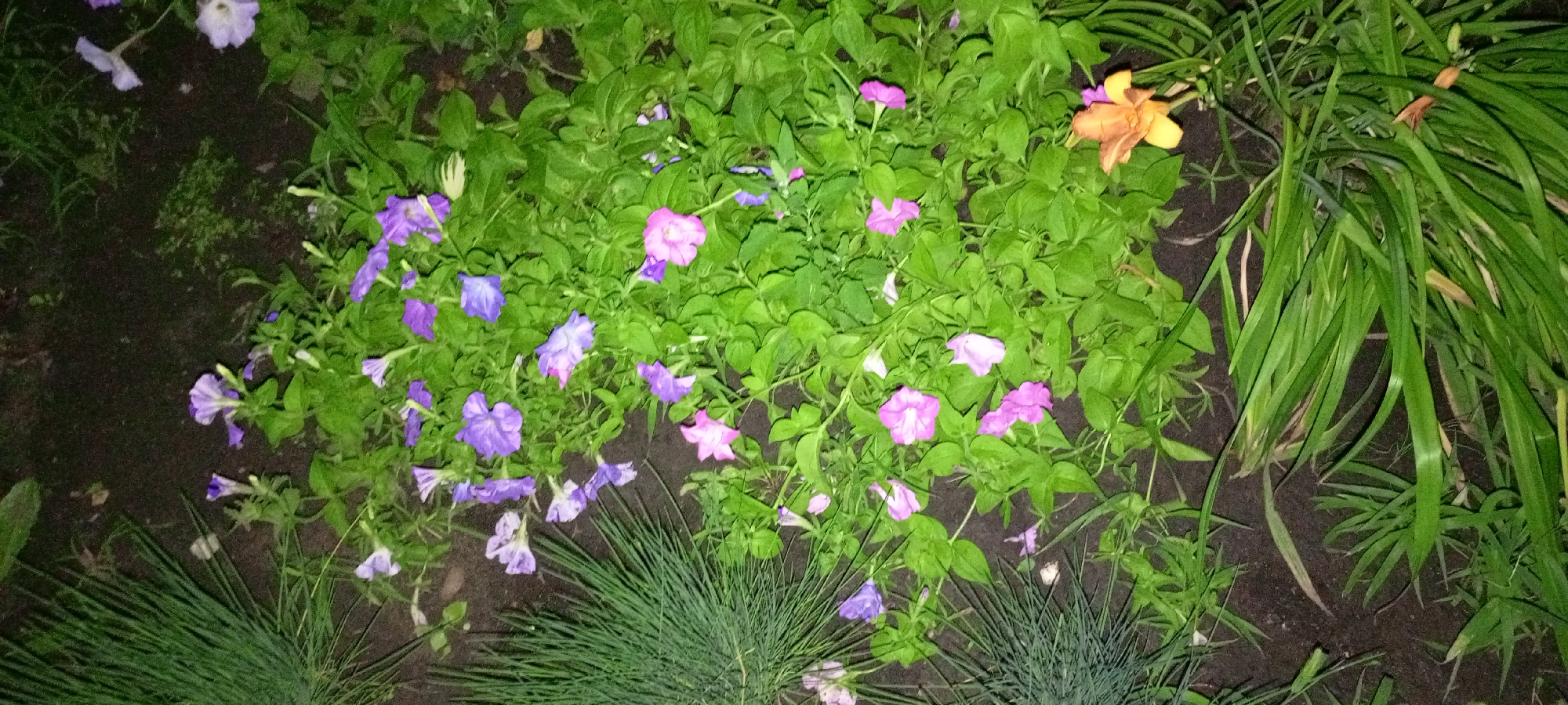 This is a photograph of a flowerbed in Kirsanov, Russia. The flowerbed contains numerous purple and pink petunias, as well as one orange daylily. There are also tall green grasses on the right side of the image, and dark soil in the background. The lighting suggests it is either dusk or dawn, or an overcast day. There are no people or animals visible in the image.
