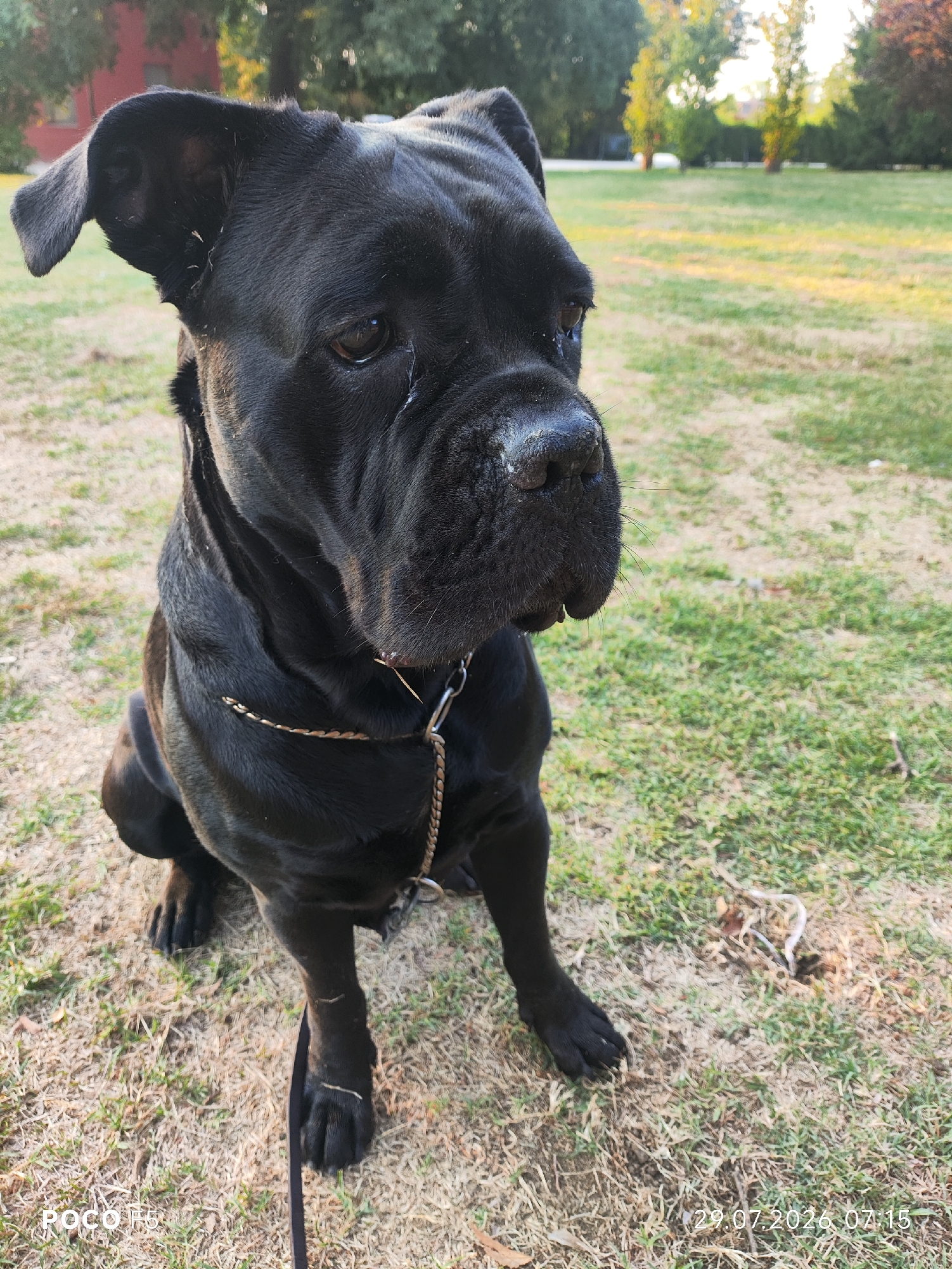 A black Cane Corso dog is sitting on a lawn in a park. The dog is facing to the right of the frame, with its head turned towards the camera. It has a muscular build and loose skin around its face. The dog is wearing a chain collar. The background is a grassy field with trees and a building in the distance. The image appears to have been taken in the late afternoon, with warm sunlight casting long shadows. The dog's expression is calm and alert. The POCO F6 watermark and the date 29.07.2026 07:15 are visible in the bottom left and right corners of the image respectively. The location is identified as Collecchio, Italy.