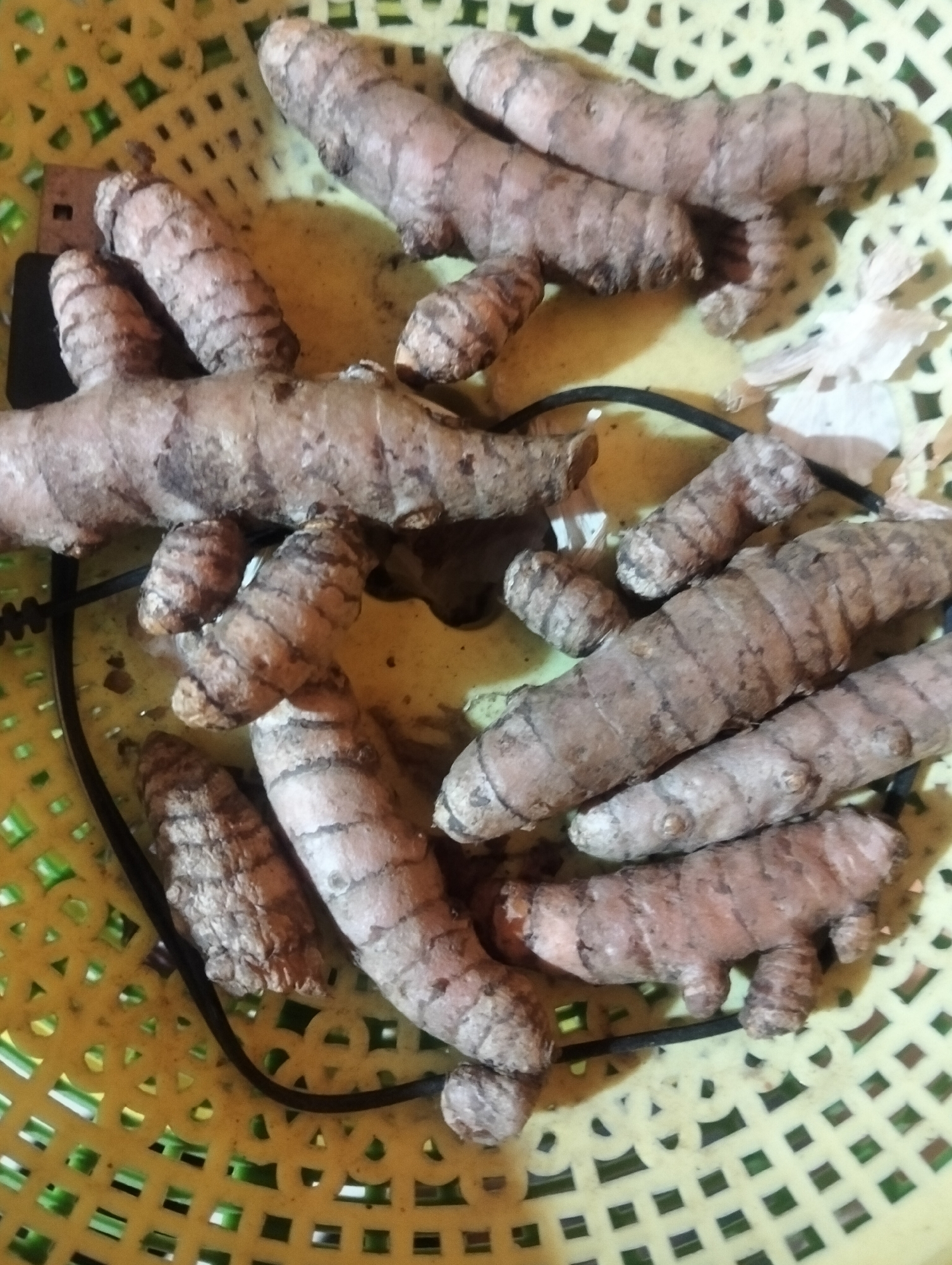The image displays a close-up, overhead view of several turmeric roots resting in a yellow plastic woven basket. The turmeric roots are of varying sizes and shapes, with a textured, rough brown exterior marked by segmented rings. Some roots appear to be whole, while others show signs of being broken. The basket itself has a grid-like pattern of holes. A black cord runs through the basket among the roots. The background is a diffuse yellow, with hints of green visible through the basket's perforations. The scene appears to be an indoor setting. There is no indication of the city of Payagaboh, Indonesia, or any people within the image.