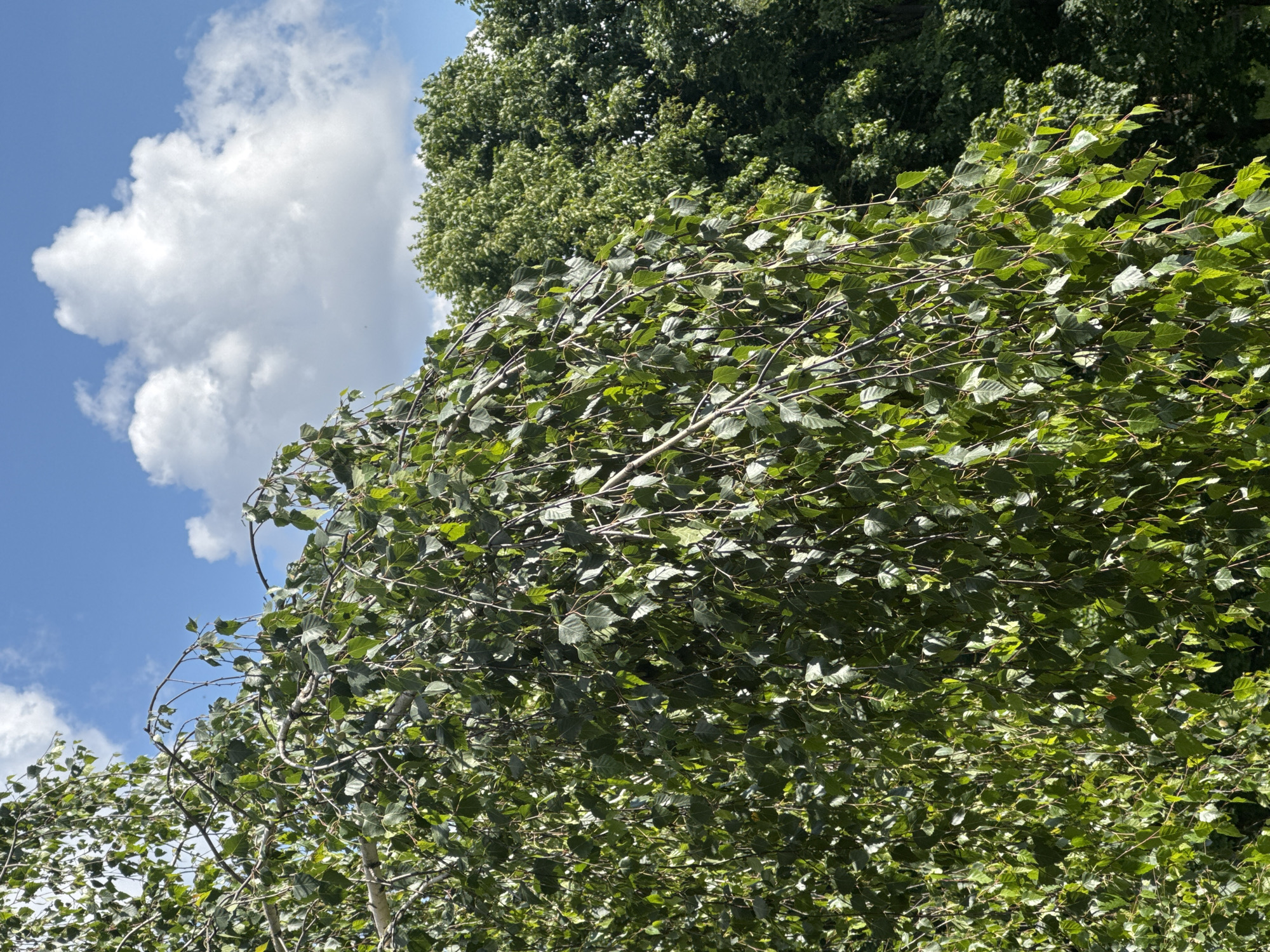 The image depicts a natural scene, dominated by lush green foliage of trees against a bright blue sky dotted with fluffy white clouds. The perspective is from below, looking upwards through the branches and leaves. The trees appear to be deciduous, with many leaves visible, some of which are in motion, suggesting a gentle breeze. In the background, darker green masses of foliage indicate more dense tree cover or a different species of tree. The sky is a vibrant blue, characteristic of a clear, sunny day. The overall impression is one of natural beauty and a peaceful outdoor environment. There is no visible text in the image. The scene is likely set in the countryside, given the natural elements and the provided location context of Яромінскі сельскі Савет, Belarus, which suggests a rural or suburban area in Belarus. The time of day appears to be daytime, likely late morning or afternoon, judging by the brightness of the sky and the quality of light.