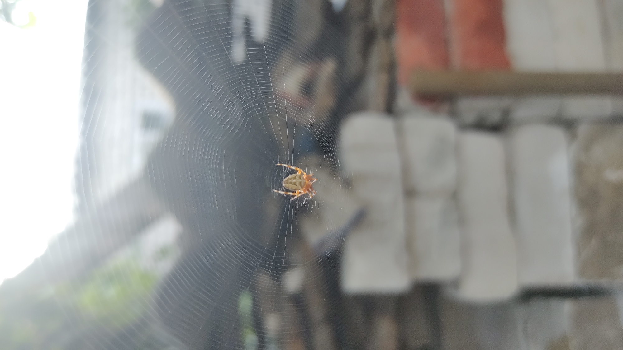 A close-up, slightly downward-angled shot captures a small, light-brown spider in the center of its intricate, circular web. The web's delicate threads are clearly visible, radiating outwards from the spider, which is positioned in the web's center. The background is softly blurred, revealing stacks of white and red bricks, suggesting an outdoor setting, possibly in a backyard or construction area. The overall lighting is bright, with a wash of light from the upper right, indicating it might be daytime. The image does not contain any identifiable landmarks or features that would specifically place it in Mikhaylovka, Russia.