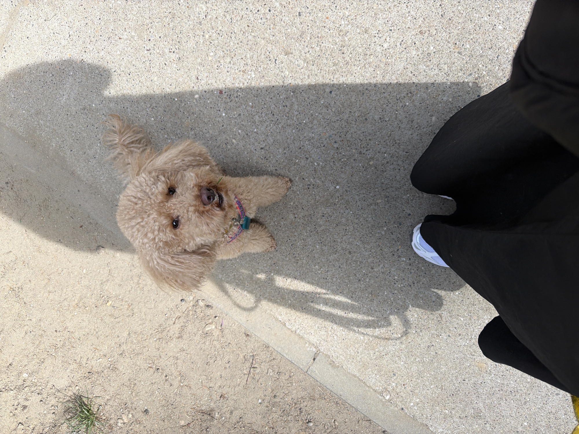A tan poodle is looking up at the camera. The dog is on concrete and sand. The lower right of the image contains a person wearing black clothing and white shoes. The image was taken outdoors during the day. The location is unknown, but assumed to be Belgrade, Serbia.